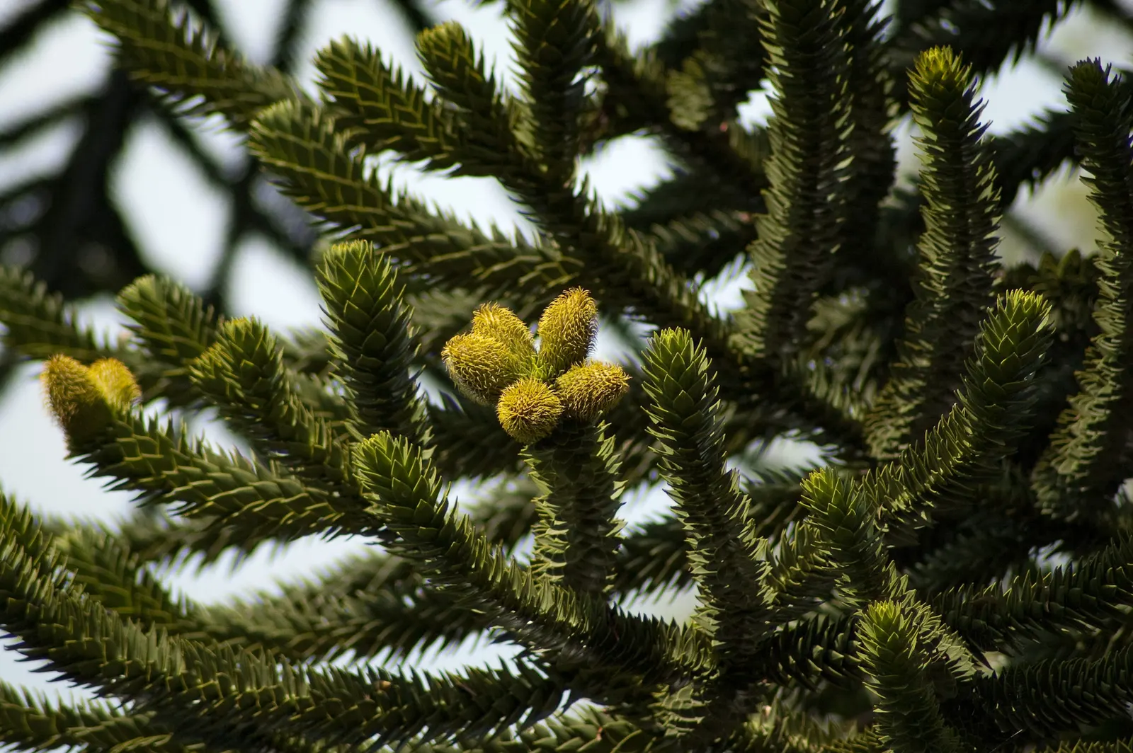 Monkey Puzzle Tree (Araucaria Araucana) — is a striking specimen with a pyramid shape