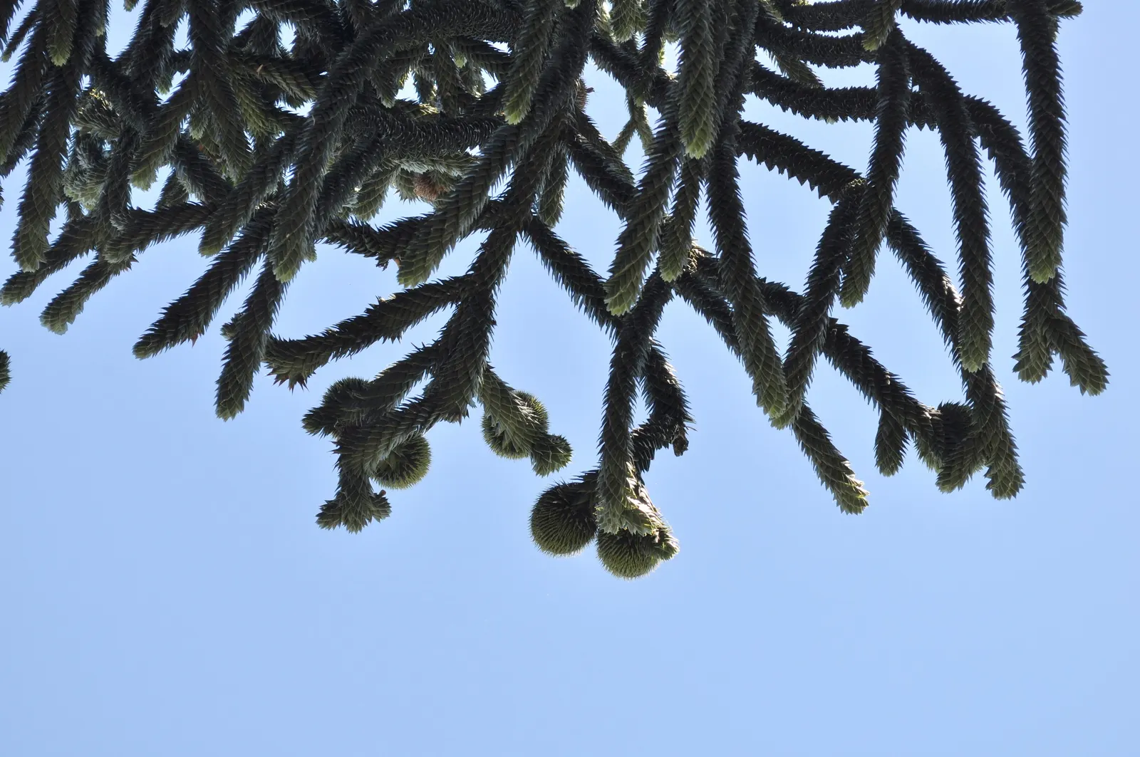 Monkey Puzzle Tree (Araucaria Araucana) — with increments of approximately one foot per year; with minimal maintenance needs apart from ensuring soil drainage