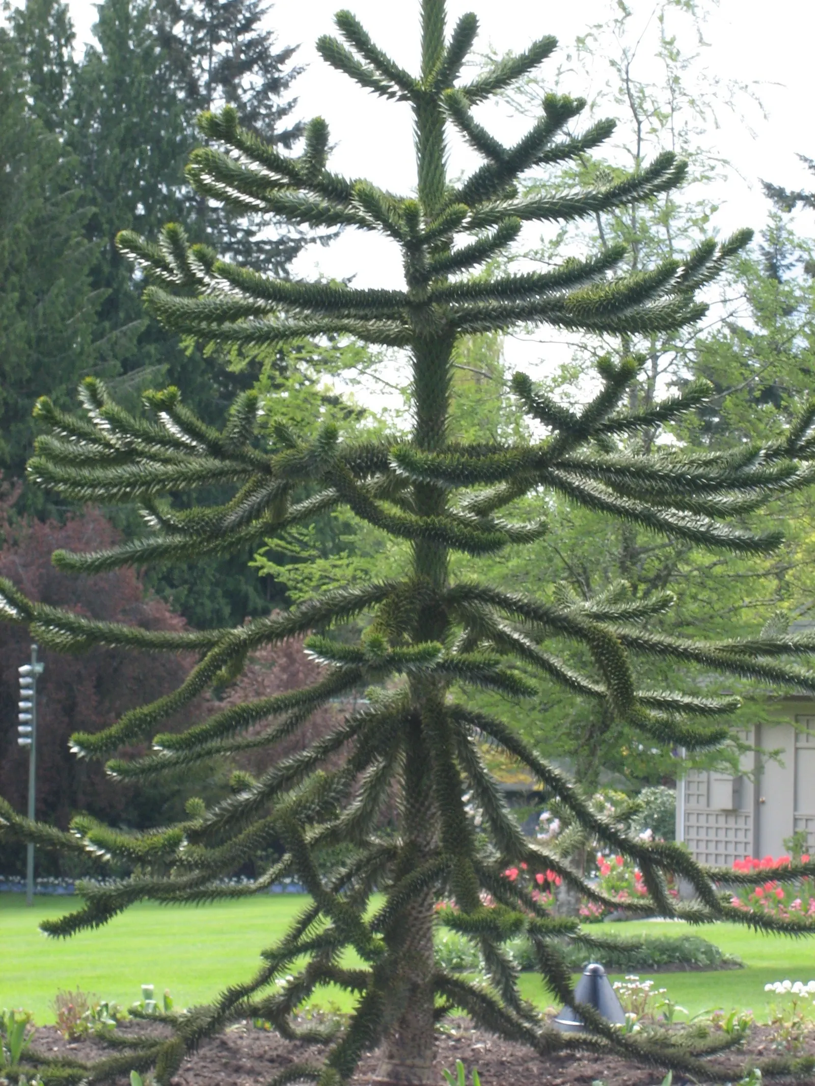 Monkey Puzzle Tree (Araucaria Araucana) — this tree bears the added curiosity of being dioecious