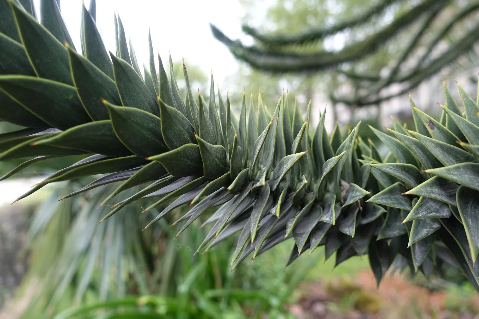 Monkey Puzzle Tree (Araucaria Araucana) — an evergreen conifer native to Chile and Argentina; spiky foliage.<br><br>Typically, image 62