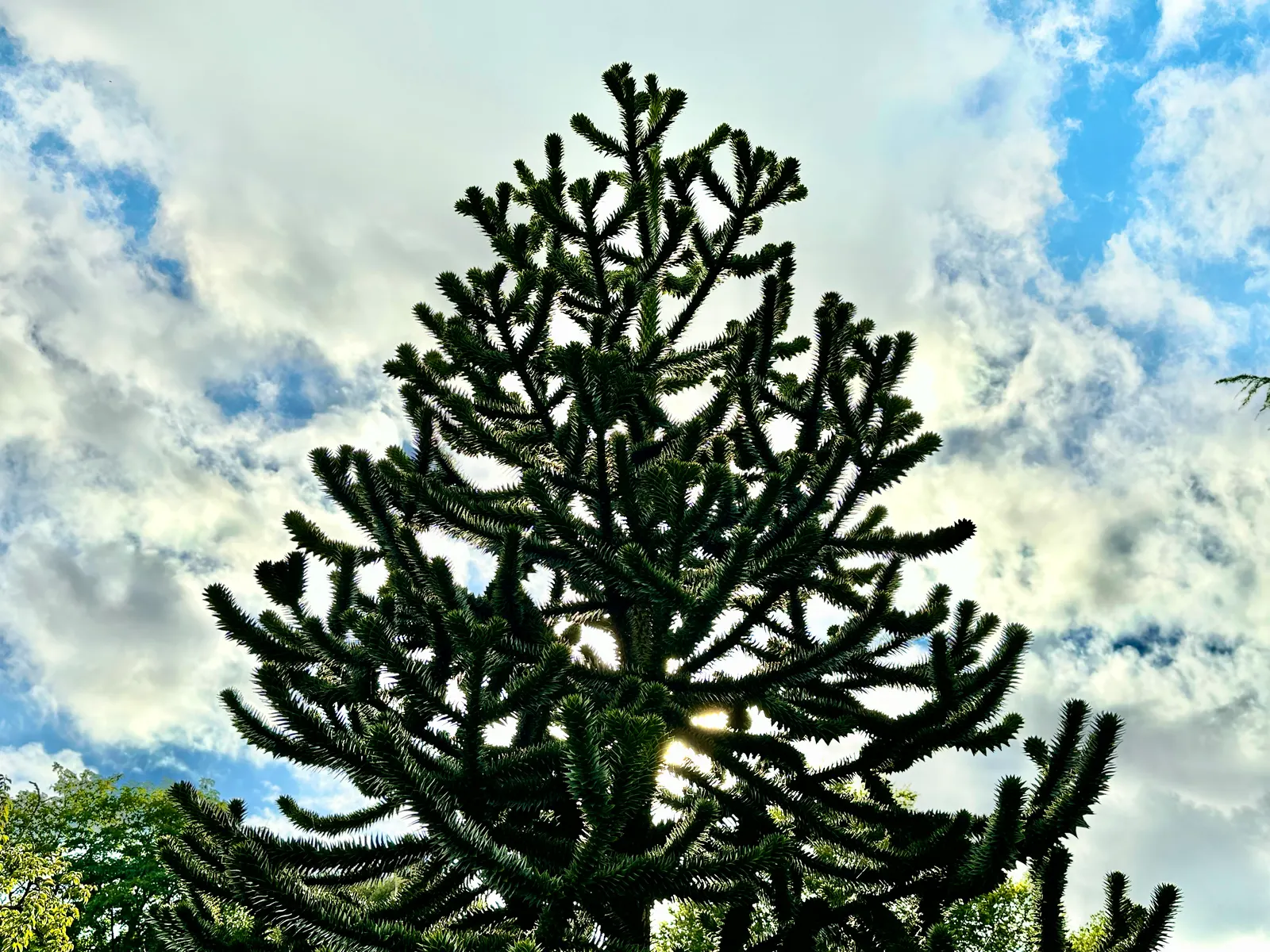 Monkey Puzzle Tree (Araucaria Araucana) — this slow-growing tree requires ample space with full sun and well-drained soil