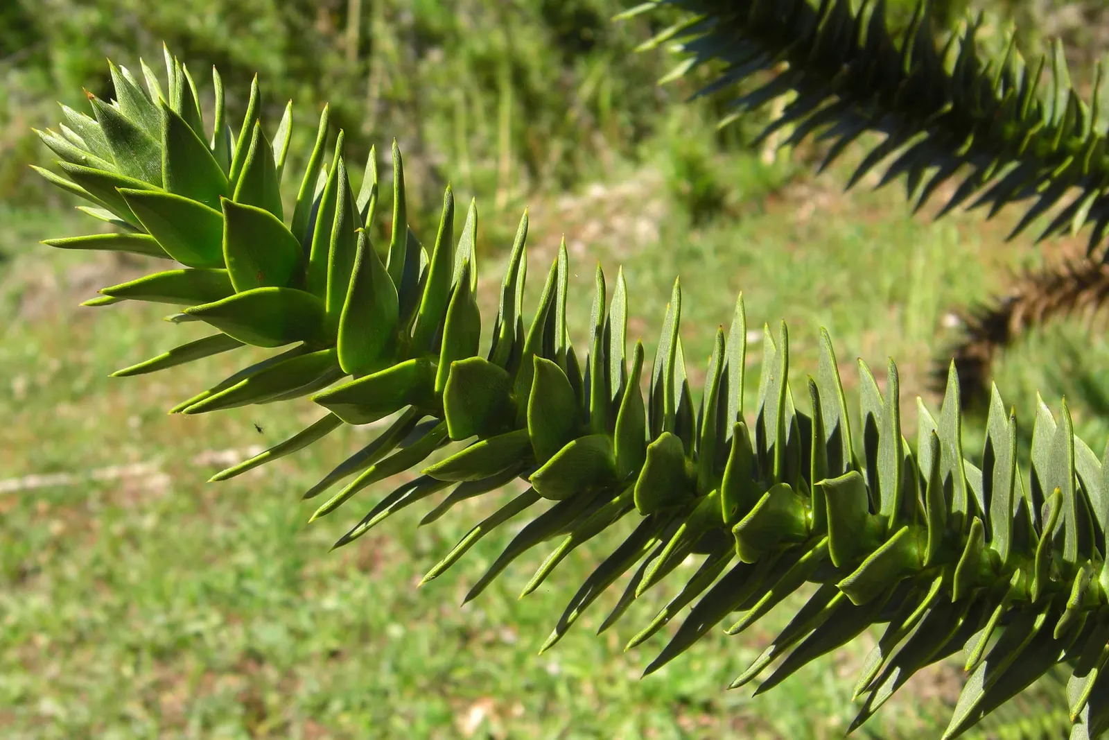 Monkey Puzzle Tree (Araucaria Araucana) — high-impact choice for any client desiring a touch of ancient intrigue in their garden space