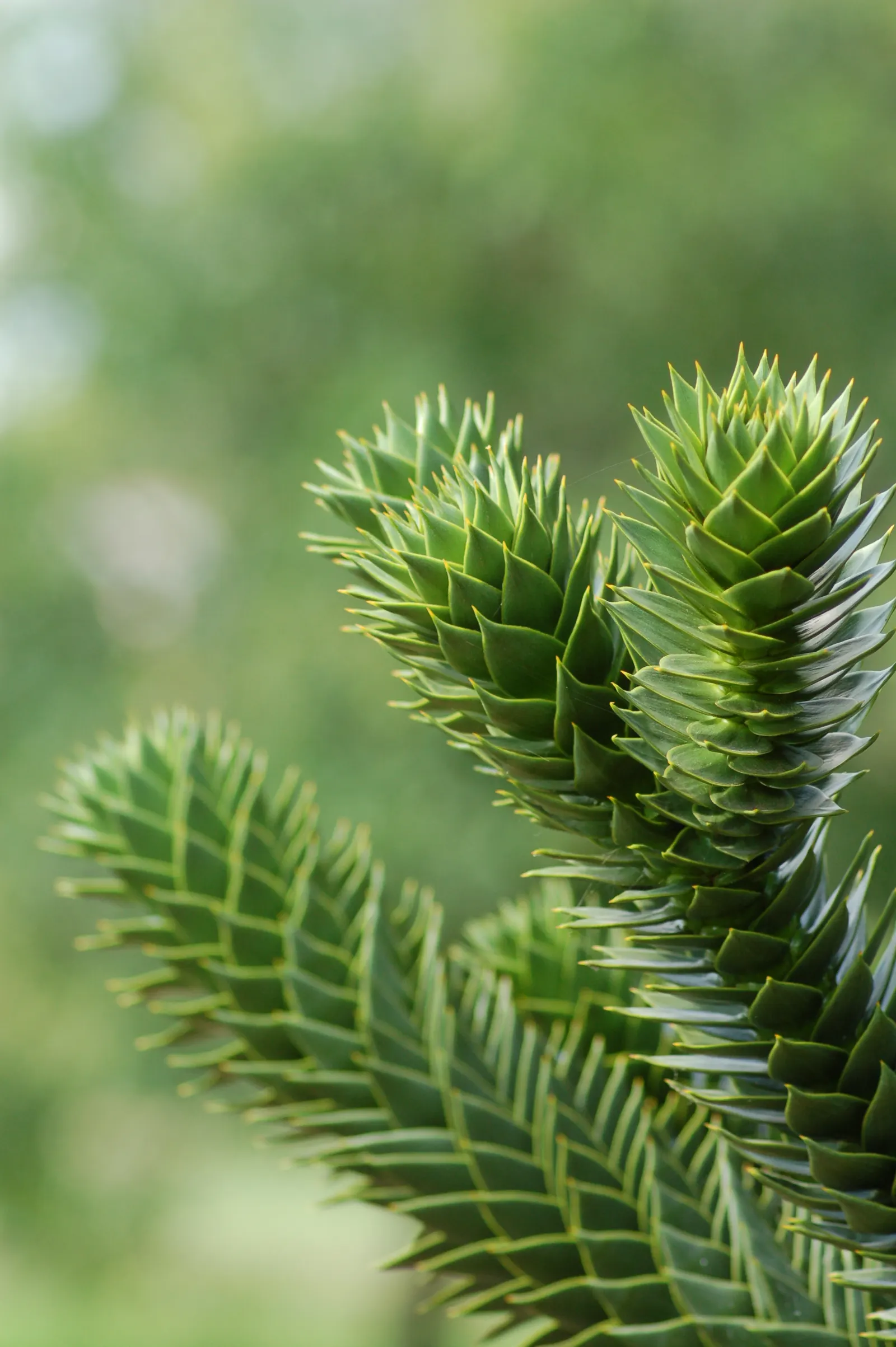 Monkey Puzzle Tree (Araucaria Araucana) — thus it requires ample space to be truly appreciated; slightly acidic soil.<br><br>The Monkey Puzzle's, image 76