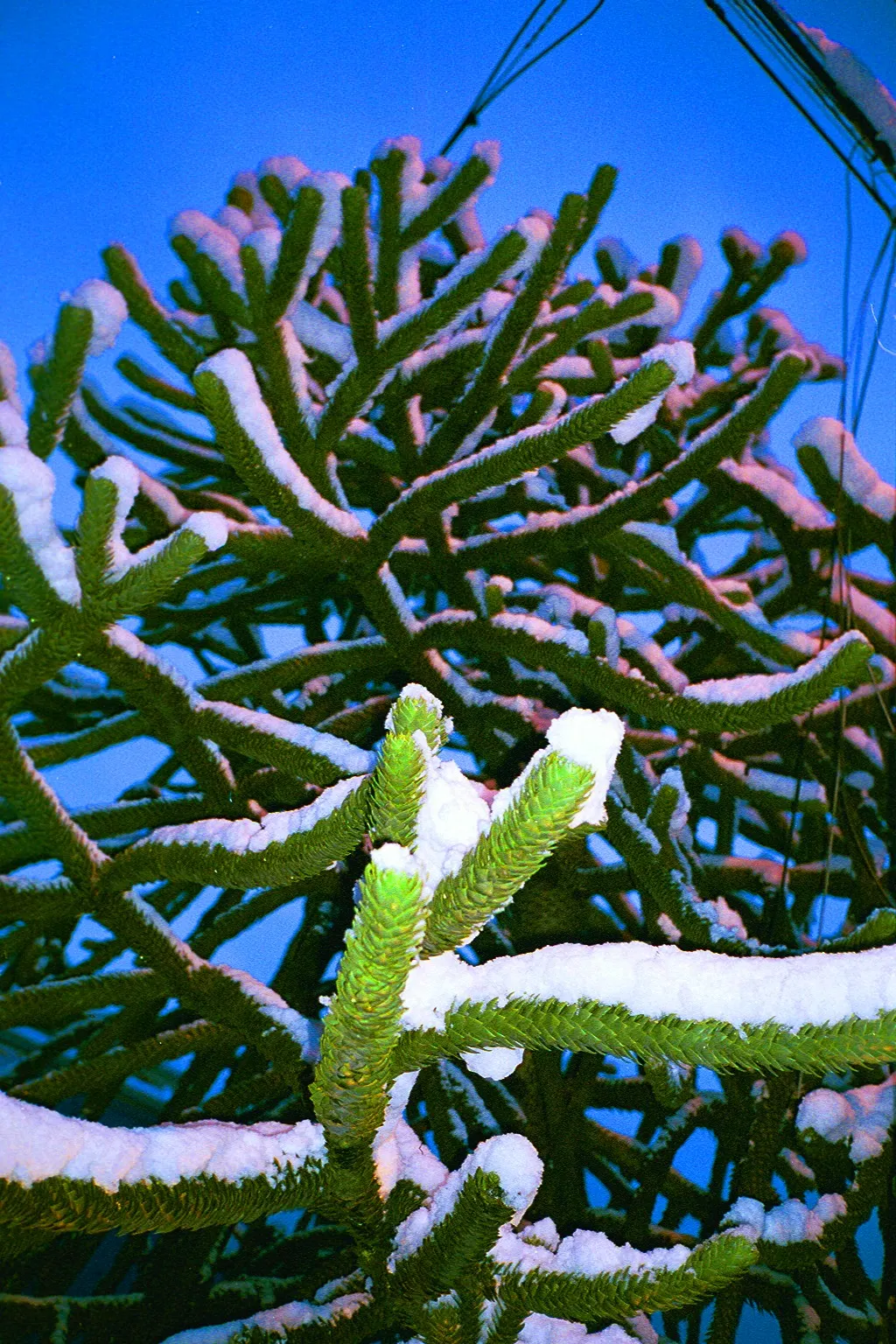 Monkey Puzzle Tree (Araucaria Araucana) — thus it requires ample space to be truly appreciated