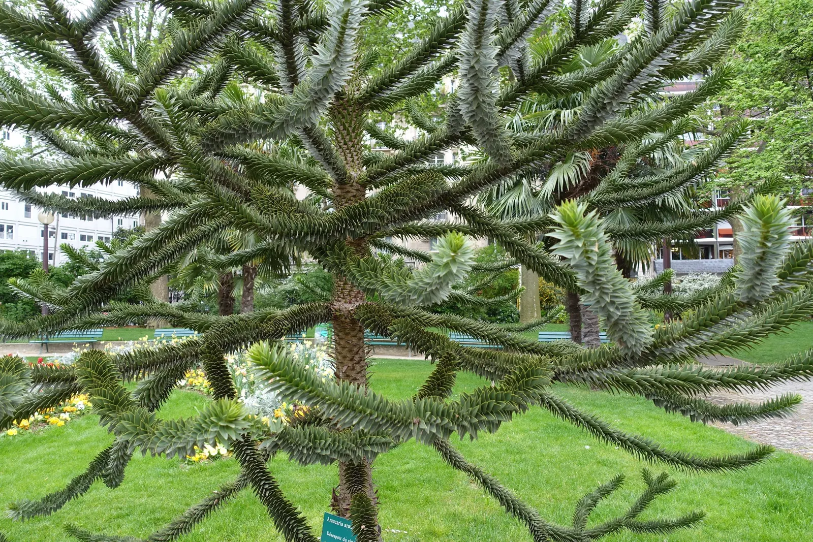 Monkey Puzzle Tree (Araucaria Araucana) — preferring full sun exposure and well-drained; is a striking specimen with a pyramid shape, image 78