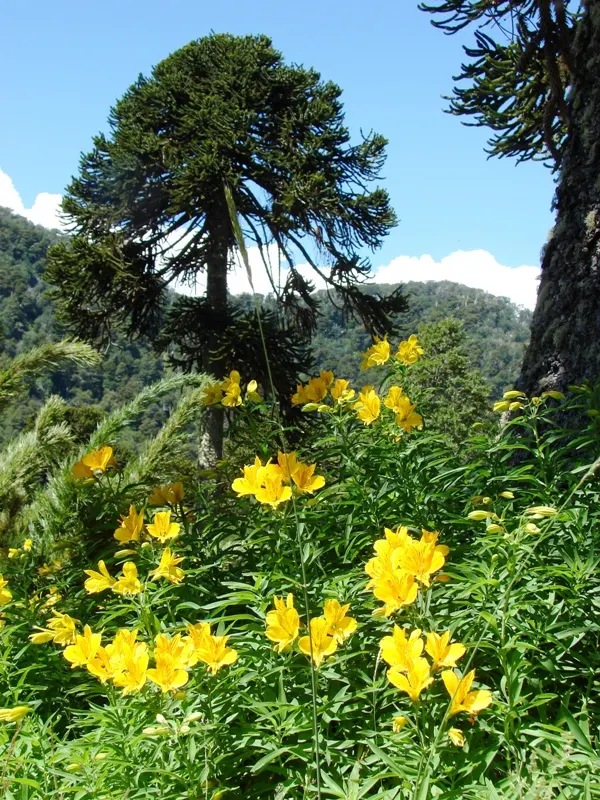 Monkey Puzzle Tree (Araucaria Araucana) — A focal point for any landscape