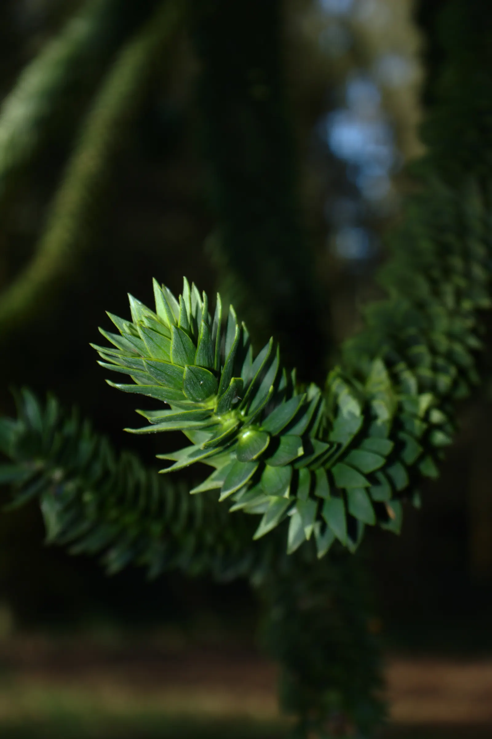 Monkey Puzzle Tree (Araucaria Araucana) — Its unique, sharp leaves and longevity make it a statement piece; araucana into a landscape design, image 94