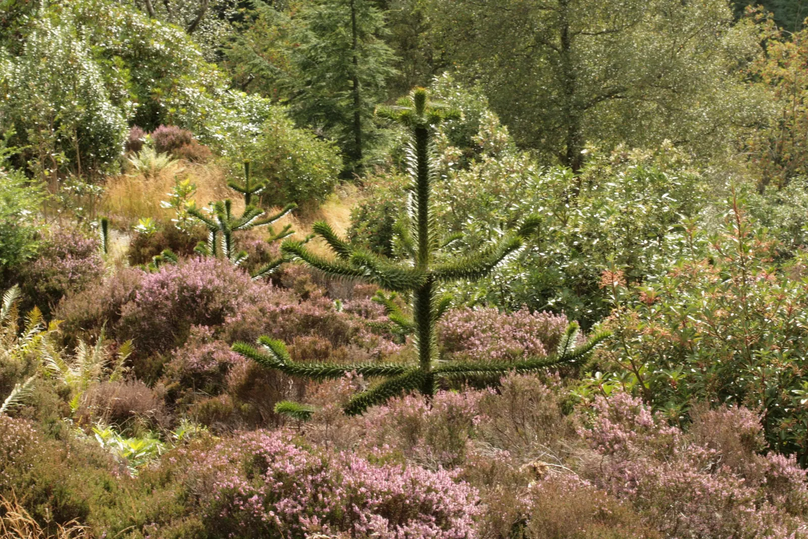 Monkey Puzzle Tree (Araucaria Araucana) — With minimal maintenance needs apart from ensuring soil drainage; with increments of approximately one foot per year