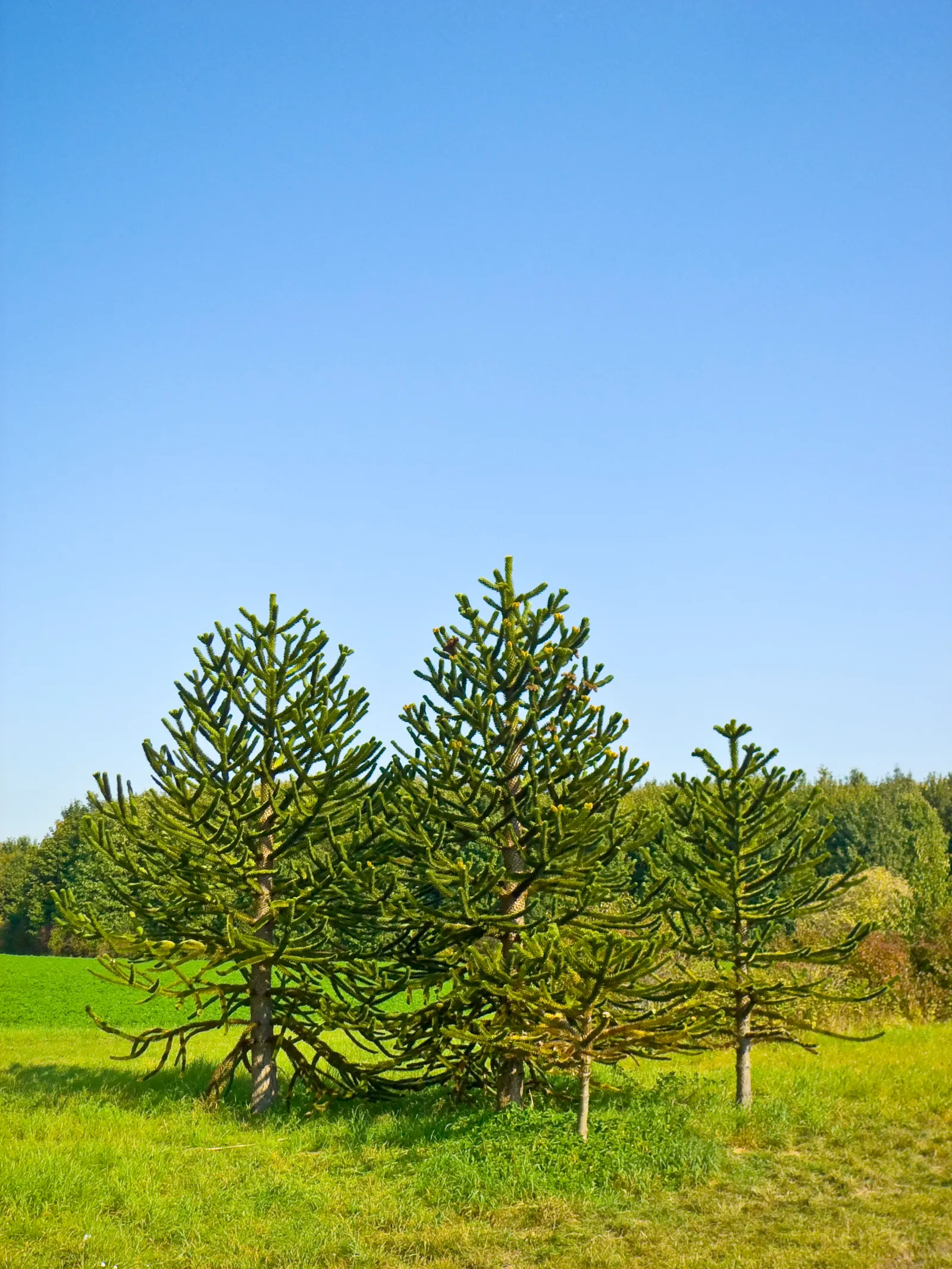 Monkey Puzzle Tree (Araucaria Araucana) — The Monkey Puzzle Tree (Araucaria araucana); its unique, sharp leaves and longevity make it a statement piece