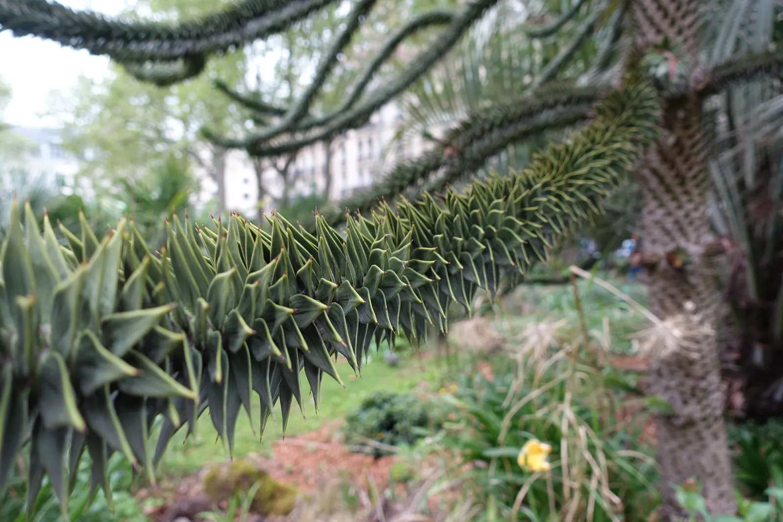 Monkey Puzzle Tree (Araucaria Araucana) — this tree bears the added curiosity of being dioecious; scientifically known as Araucaria araucana