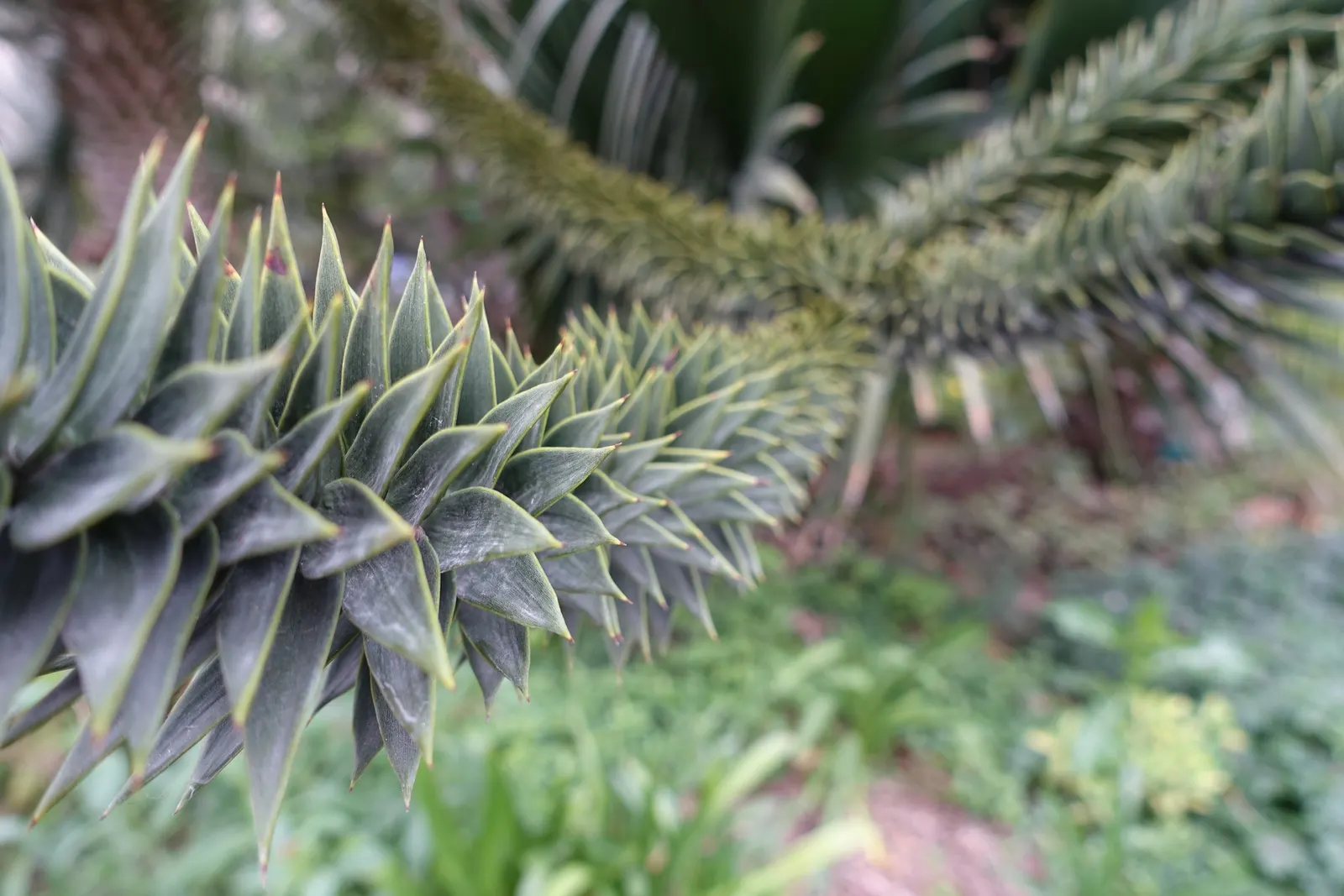 Monkey Puzzle Tree (Araucaria Araucana) — growing slowly to its grand stature; maturing to 50‚Äì80 feet tall with a 20‚Äì30 feet spread