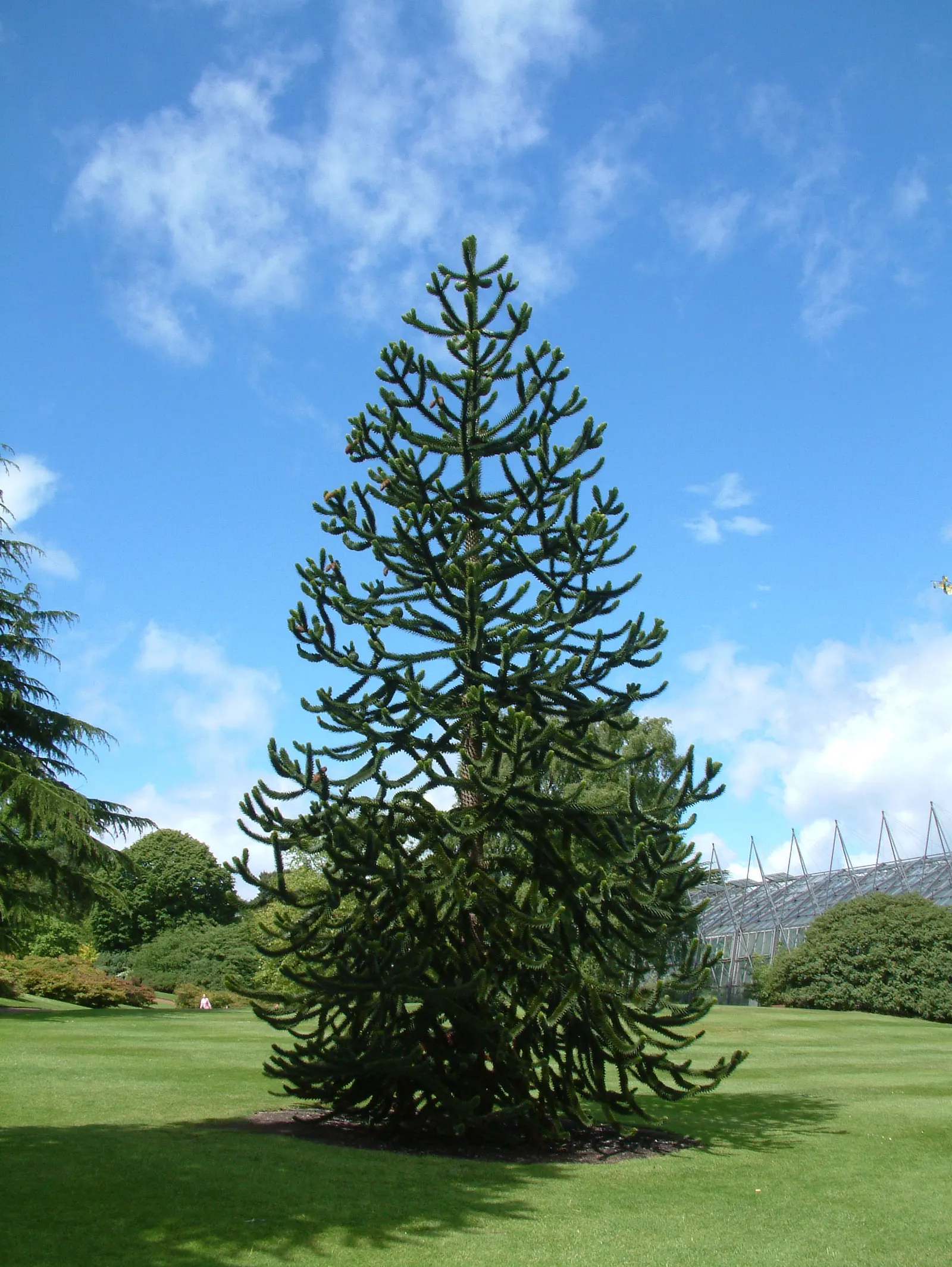 Monkey Puzzle Tree (Araucaria Araucana) — it thrives in USDA zones 7B through 11