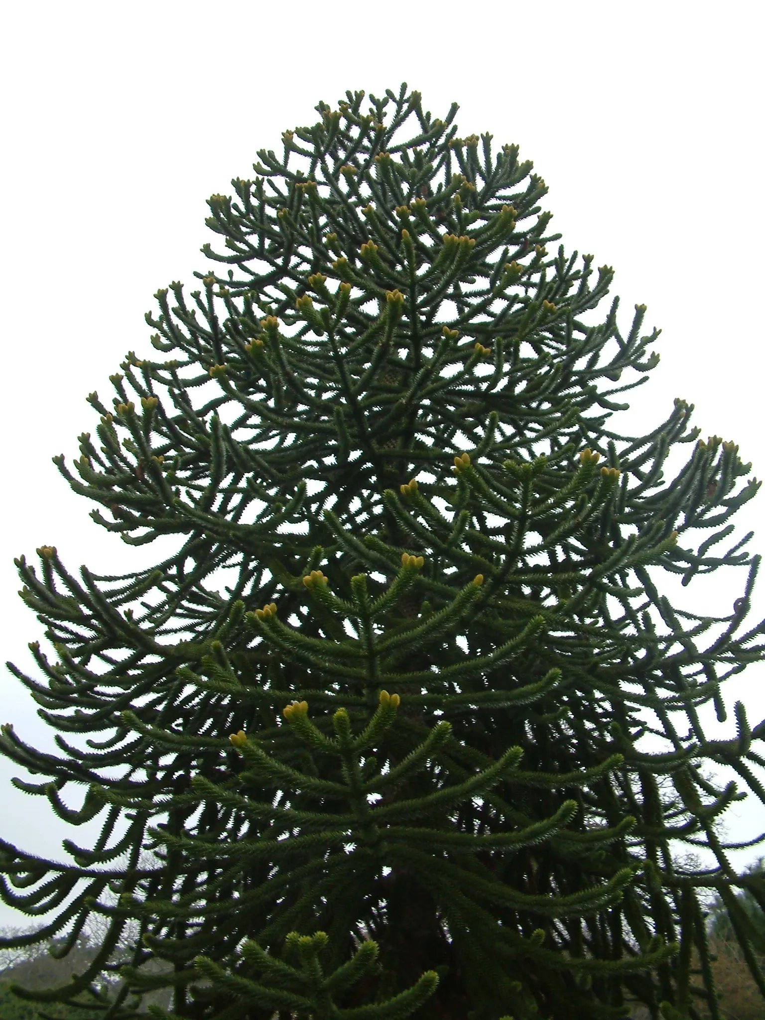 Monkey Puzzle Tree (Araucaria Araucana) — conifer / tree for full