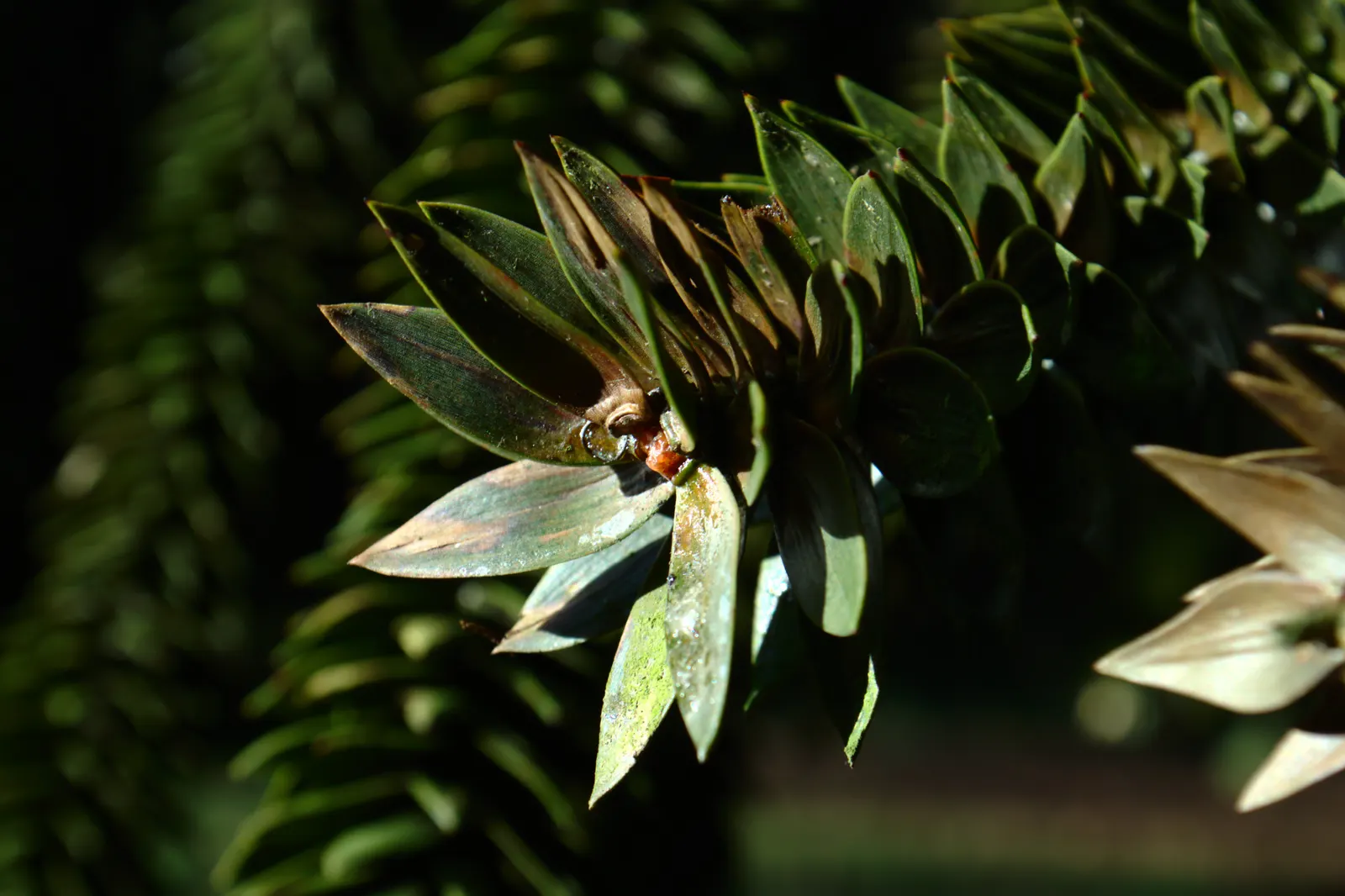 Monkey Puzzle Tree (Araucaria Araucana) — It's hardy in USDA zones 7b to 11