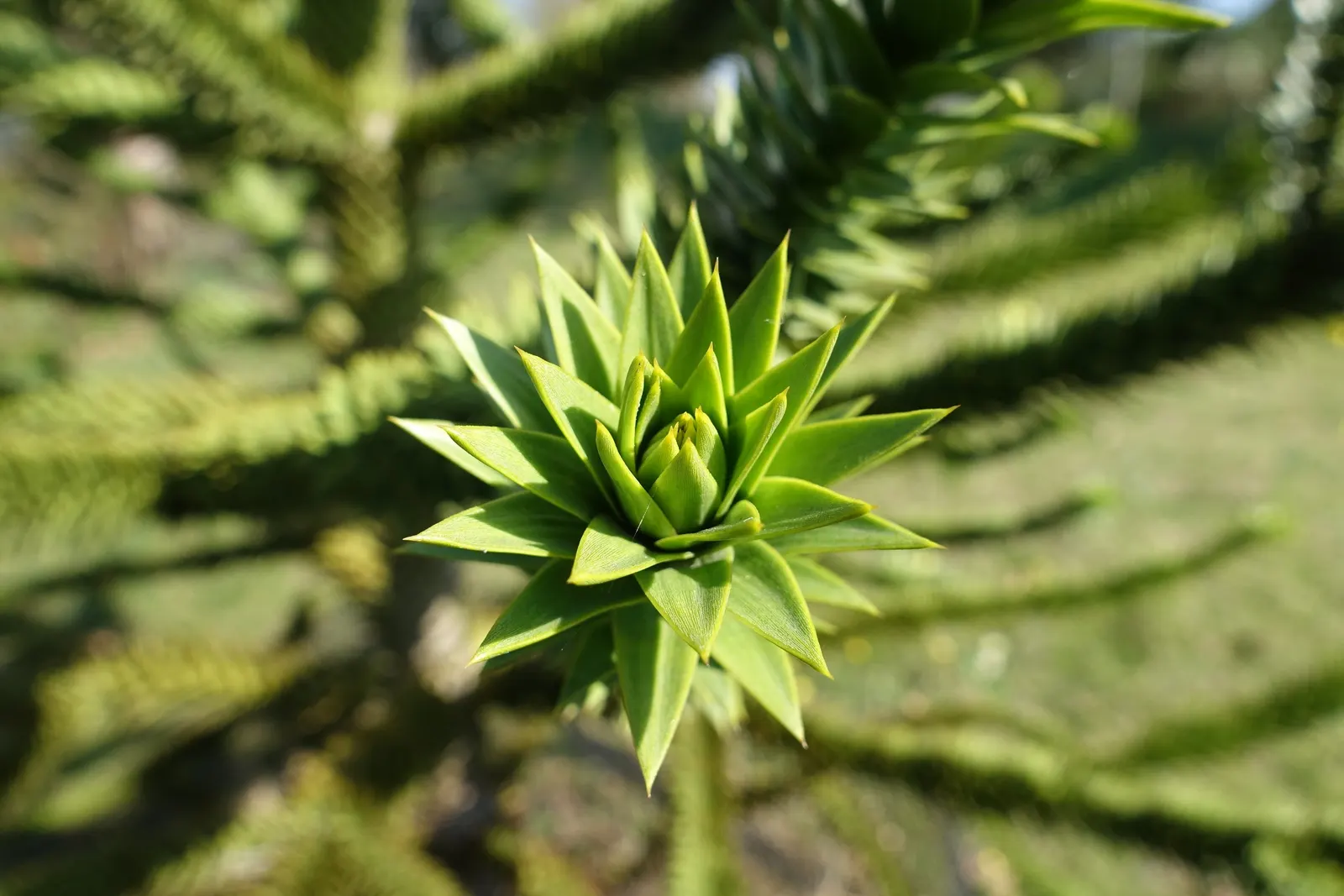 Monkey Puzzle Tree (Araucaria Araucana) — scientifically known as Araucaria araucana; this tree bears the added curiosity of being dioecious, image 98