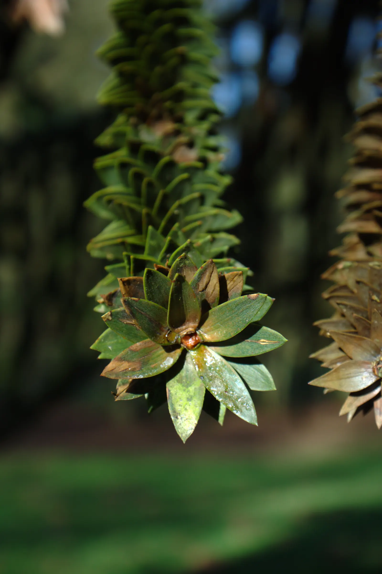 Monkey Puzzle Tree (Araucaria Araucana) — spiky foliage.<br><br>Typically; growing slowly to its grand stature, image 71