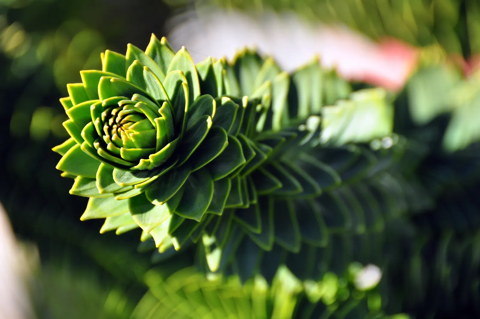 Monkey Puzzle Tree (Araucaria Araucana) — potential longevity that often exceeds a century