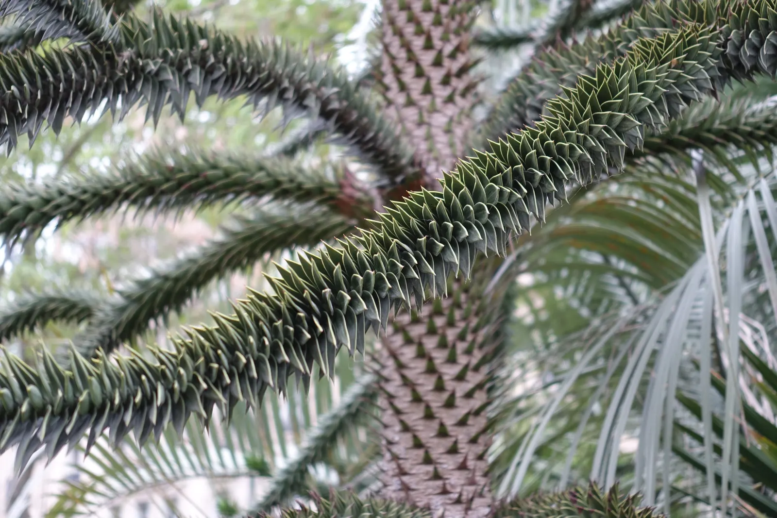 Monkey Puzzle Tree (Araucaria Araucana) — dark green leaves that persist for up to 15 years before falling; it thrives in USDA zones 7B through 11