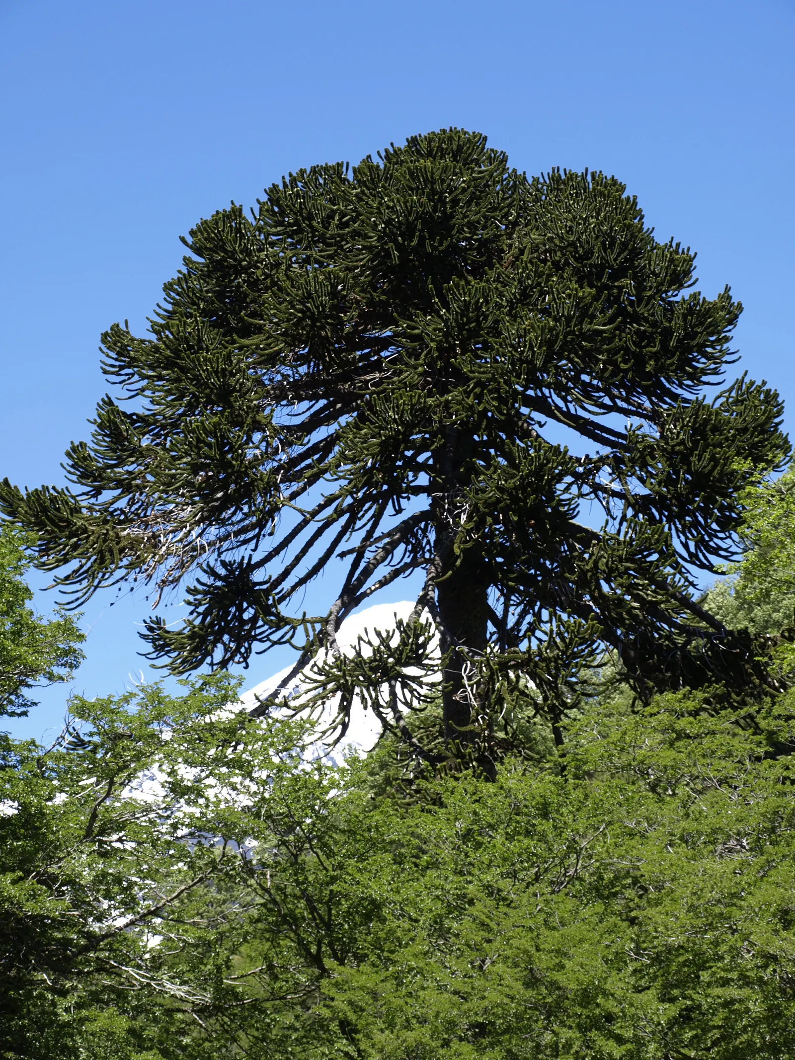 Monkey Puzzle Tree (Araucaria Araucana) — Its diameter can spread to about 20 to 30 feet at maturity; araucana reaches heights of about 30 to 50 feet