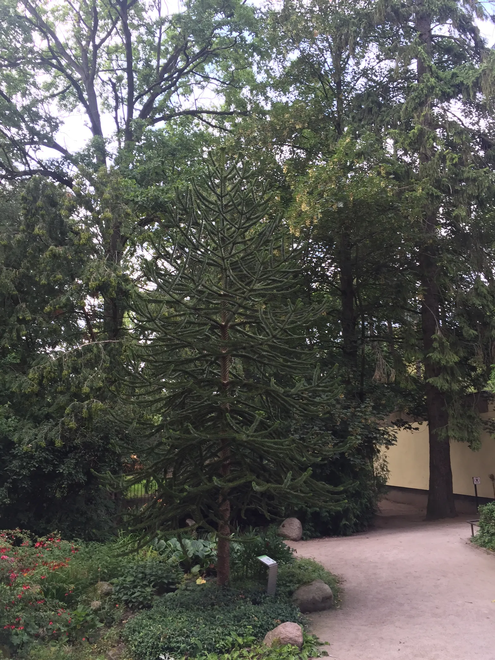 Monkey Puzzle Tree (Araucaria Araucana) — is an evergreen conifer that boasts a distinct and captivating appearance