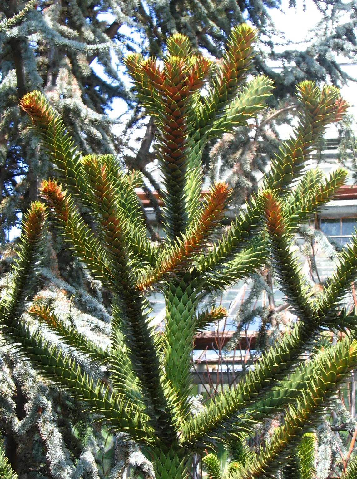 Monkey Puzzle Tree (Araucaria Araucana) — dark green leaves that persist for up to 15 years before falling; it thrives in USDA zones 7B through 11, image 80
