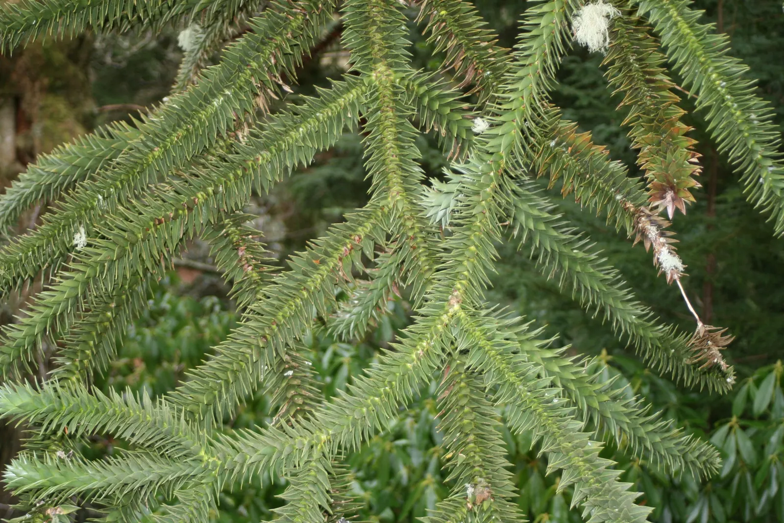 Monkey Puzzle Tree (Araucaria Araucana) — Maturing to 50‚Äì80 feet tall with a 20‚Äì30 feet spread; an evergreen conifer native to Chile and, image 65