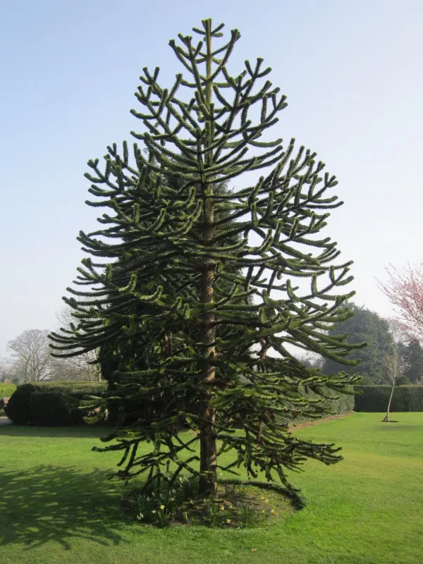 Monkey Puzzle Tree (Araucaria Araucana) — meaning male and female cones grow on separate trees; its diameter can spread to about 20 to 30 feet at maturity