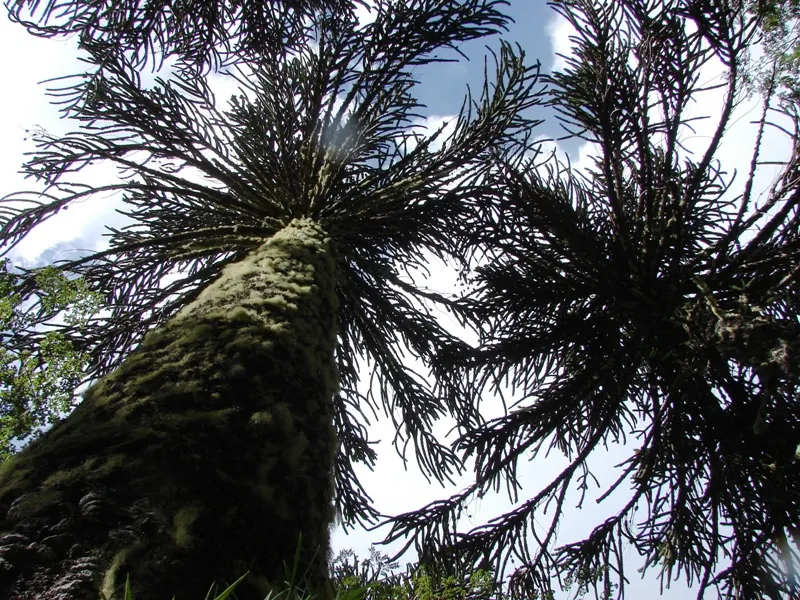 Monkey Puzzle Tree (Araucaria Araucana) — Maturing to 50‚Äì80 feet tall with a 20‚Äì30 feet spread; an evergreen conifer native to Chile and, image 95