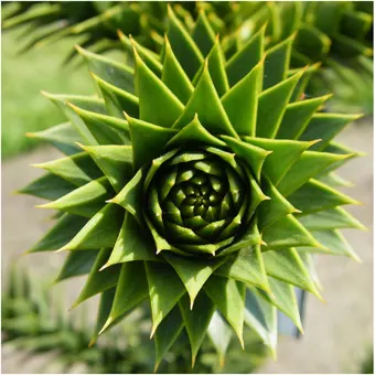 Monkey Puzzle Tree (Araucaria Araucana) — potential longevity that often exceeds a century; high-impact choice for any client desiring a touch of ancient