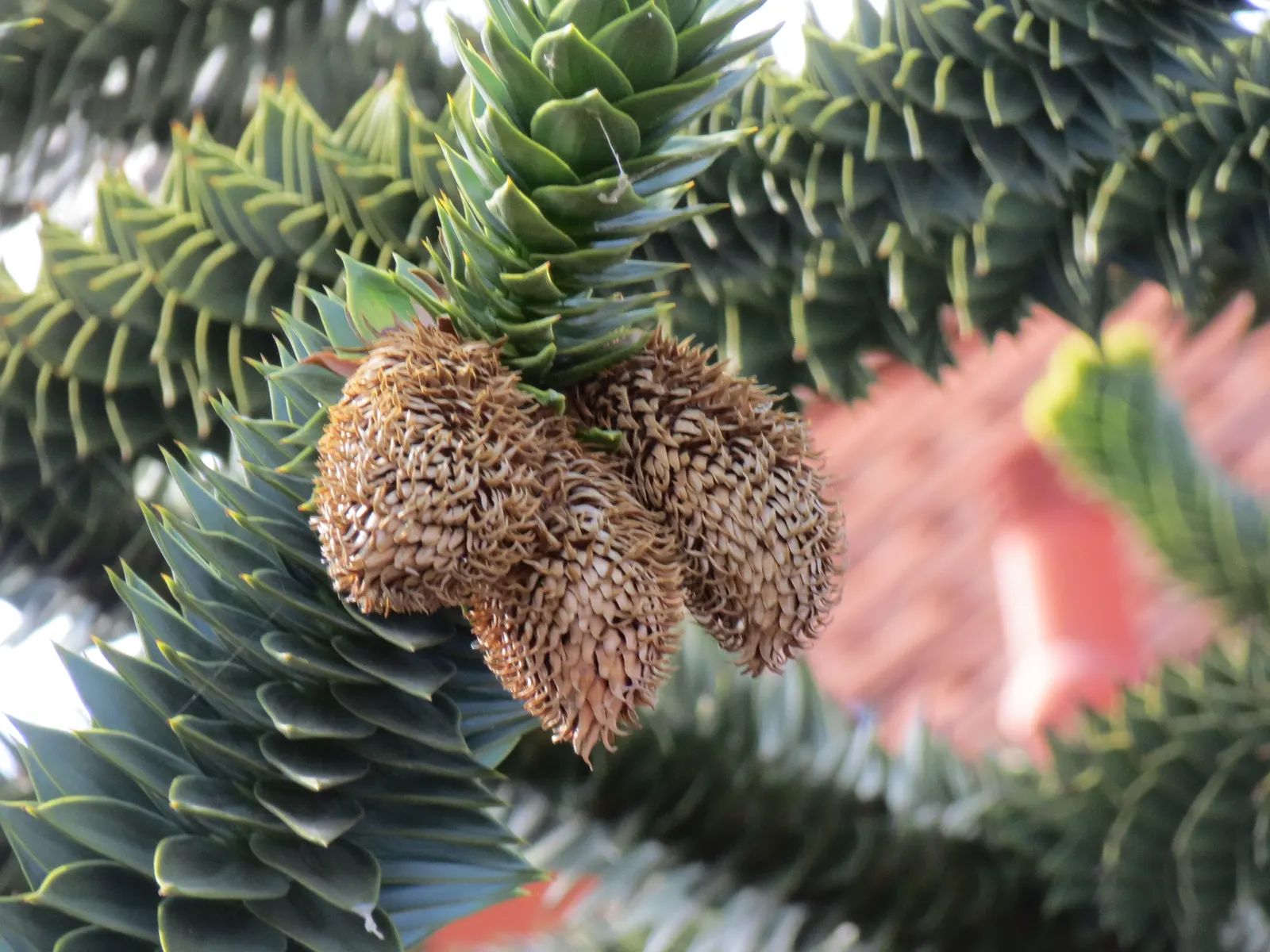Monkey Puzzle Tree (Araucaria Araucana) — this slow-growing tree requires ample space with full sun and well-drained soil; is an evergreen conifer, image 66
