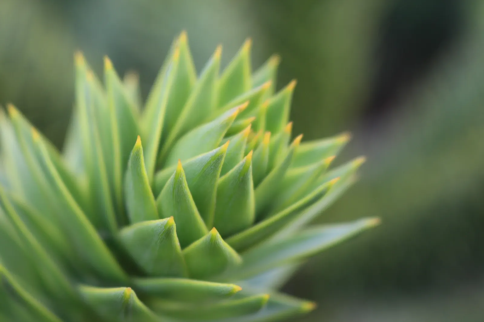 Monkey Puzzle Tree (Araucaria Araucana) — A focal point for any landscape; the Monkey Puzzle Tree (Araucaria araucana), image 82