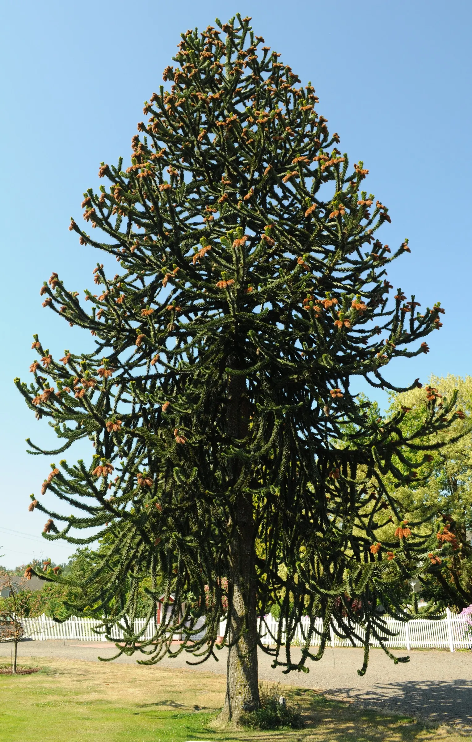 Monkey Puzzle Tree (Araucaria Araucana) — contributing to its dense; meaning male and female cones grow on separate trees