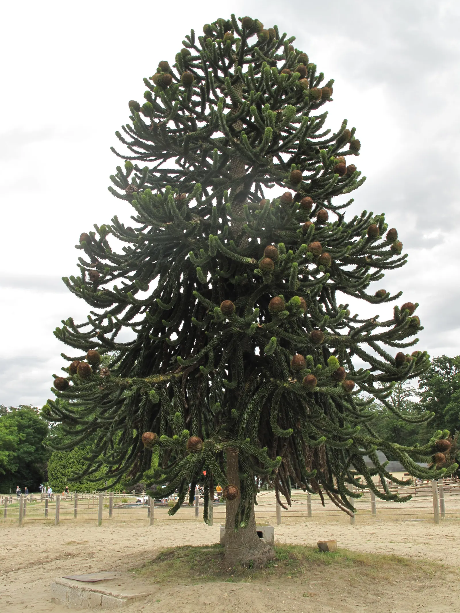 Monkey Puzzle Tree (Araucaria Araucana) — with increments of approximately one foot per year