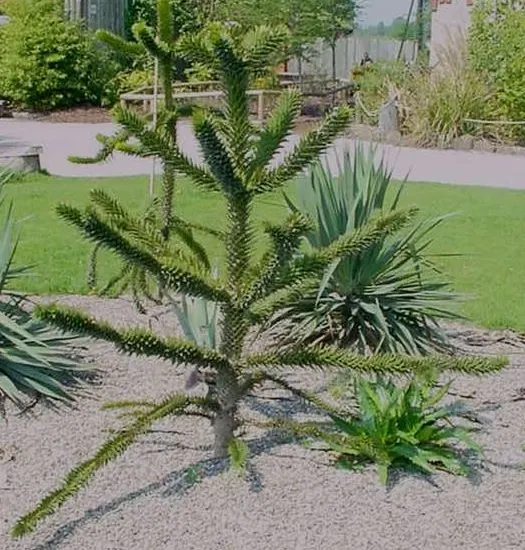 Monkey Puzzle Tree (Araucaria Araucana) — A focal point for any landscape; the Monkey Puzzle Tree (Araucaria araucana)