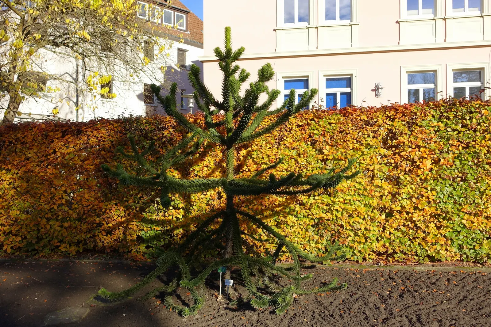 Monkey Puzzle Tree (Araucaria Araucana) — araucana reaches heights of about 30 to 50 feet; contributing to its dense, image 72