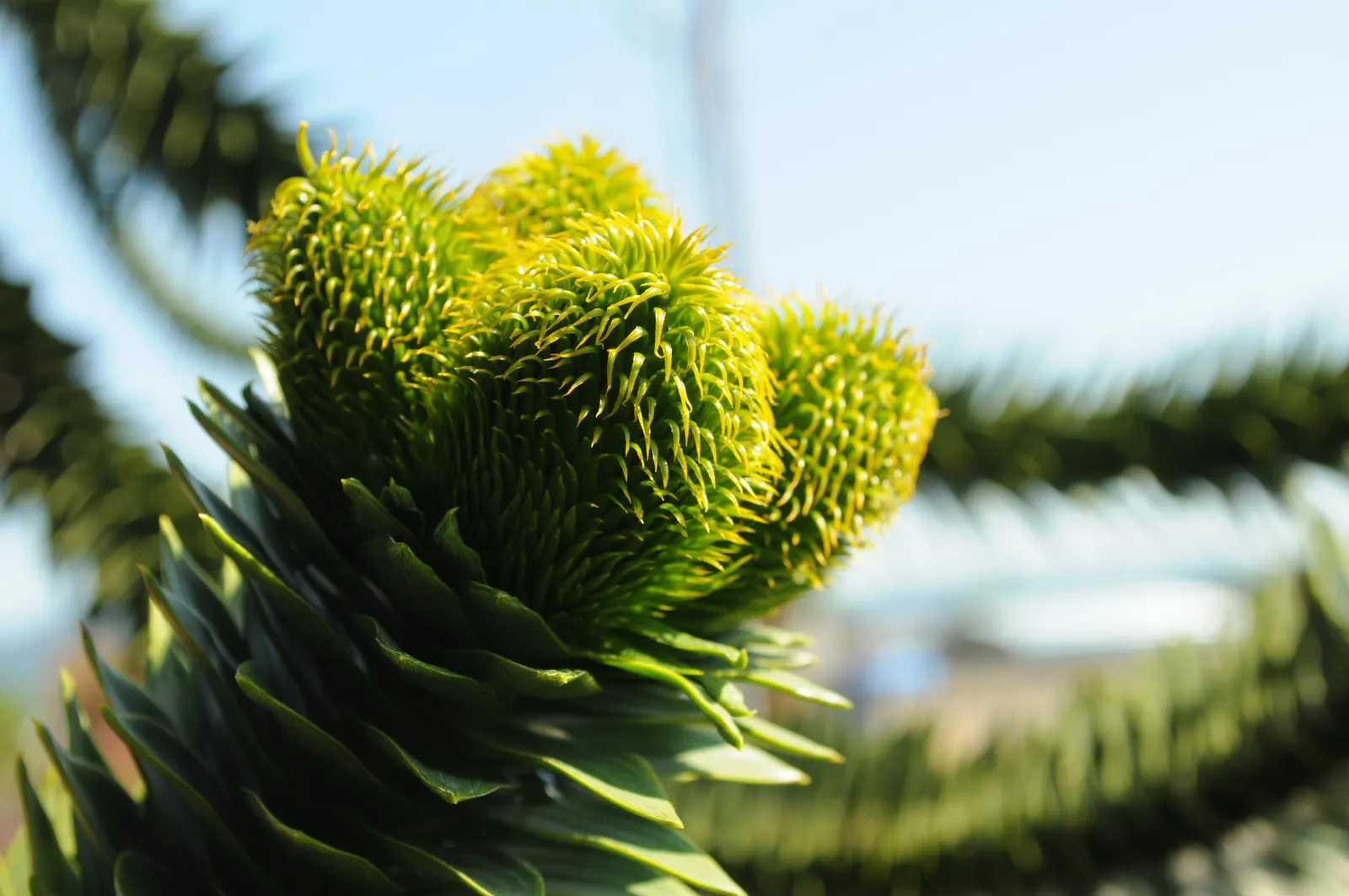 Monkey Puzzle Tree (Araucaria Araucana) — araucana reaches heights of about 30 to 50 feet; contributing to its dense