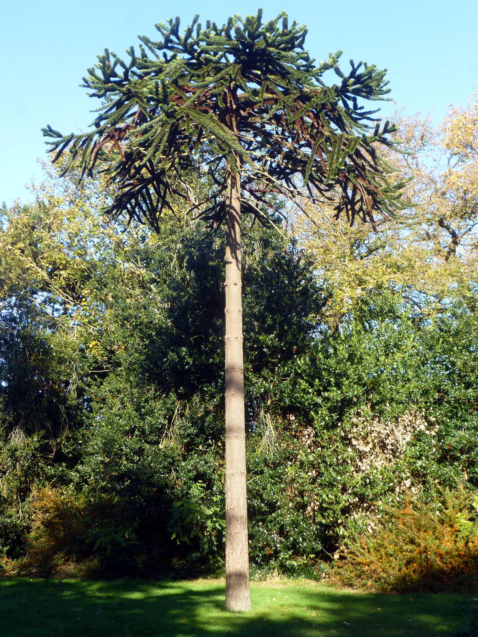 Monkey Puzzle Tree (Araucaria Araucana) — Its unique, sharp leaves and longevity make it a statement piece