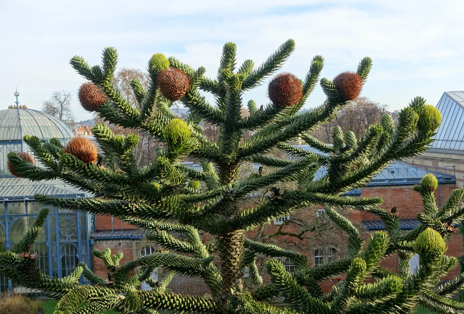 Monkey Puzzle Tree (Araucaria Araucana) — Maturing to 50‚Äì80 feet tall with a 20‚Äì30 feet spread; an evergreen conifer native to Chile and Argentina