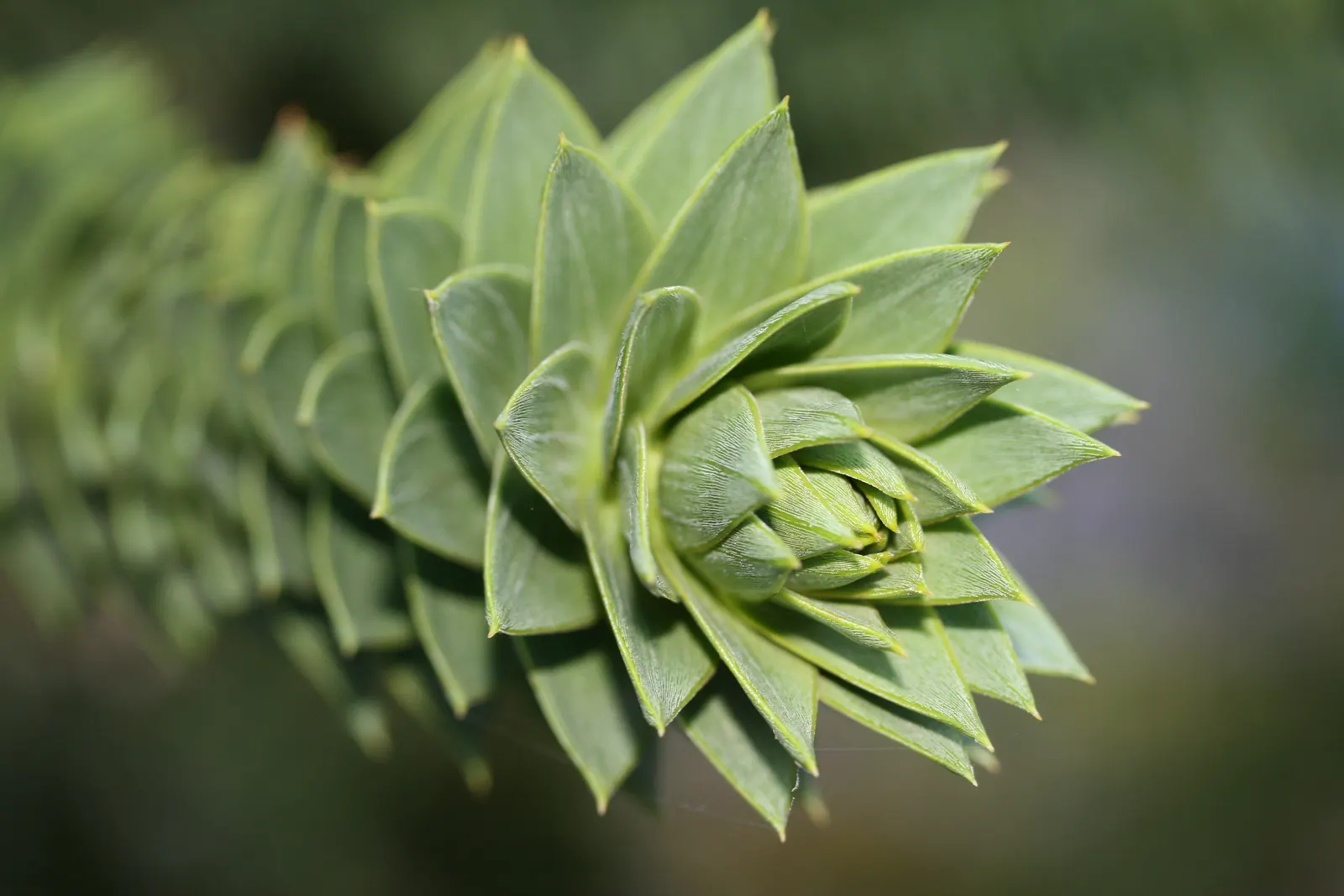 Monkey Puzzle Tree (Araucaria Araucana) — araucana into a landscape design; a focal point for any landscape