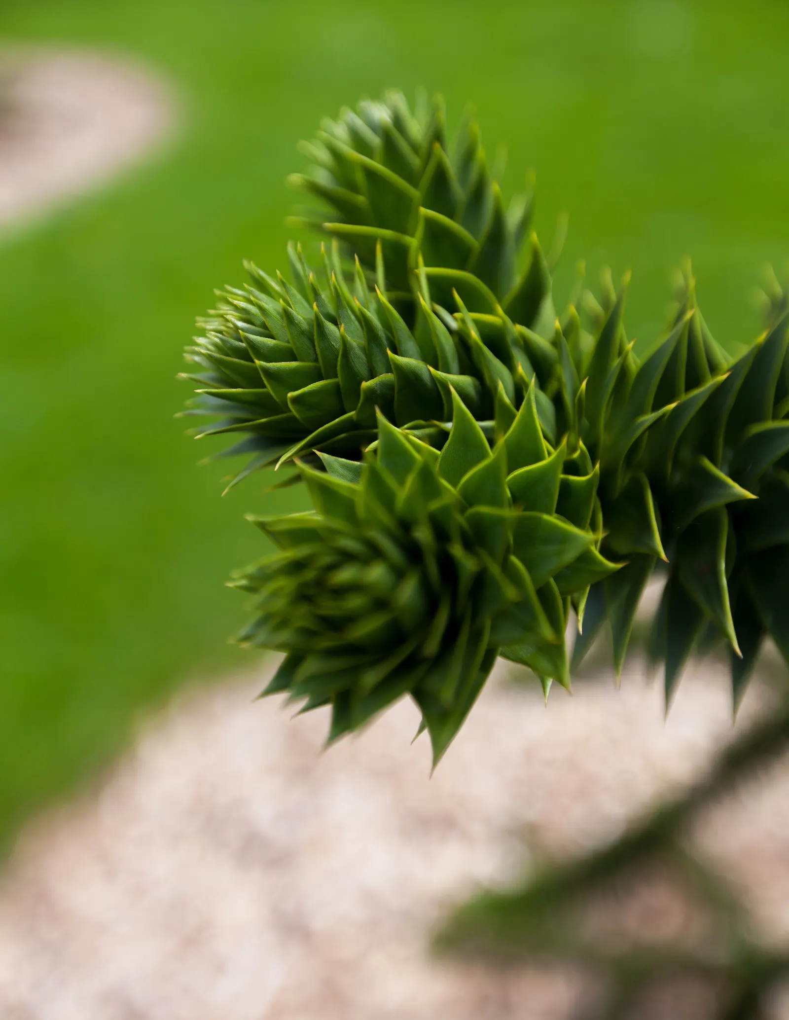Monkey Puzzle Tree (Araucaria Araucana) — conifer / tree for full; and create a plan that accommodates its future spread, image 90