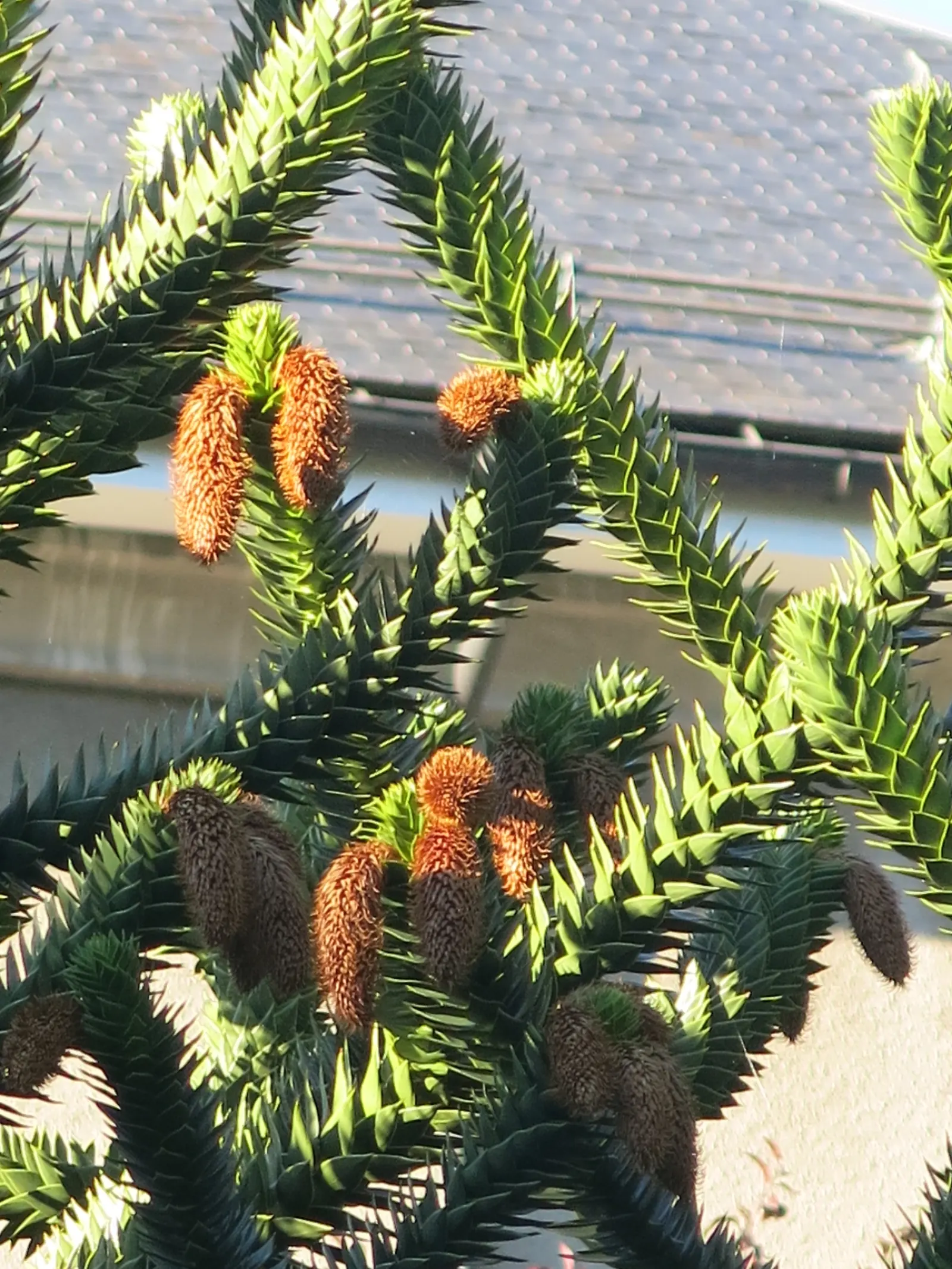 Monkey Puzzle Tree (Araucaria Araucana) — spiky foliage.<br><br>Typically; growing slowly to its grand stature, image 101