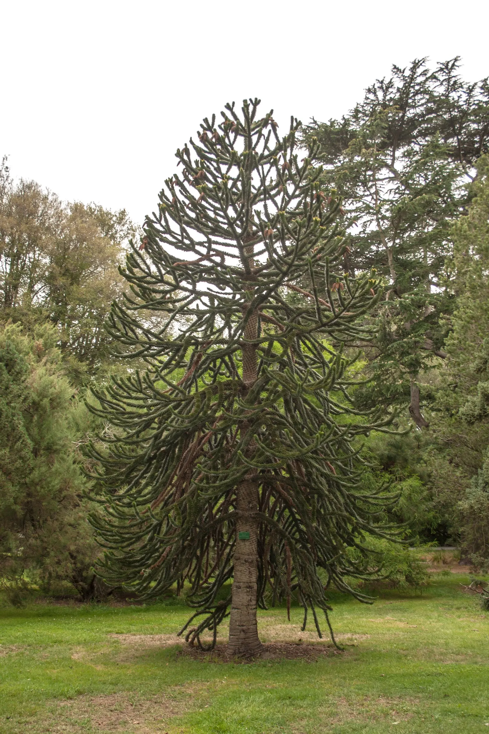 Monkey Puzzle Tree (Araucaria Araucana) — an evergreen conifer native to Chile and Argentina