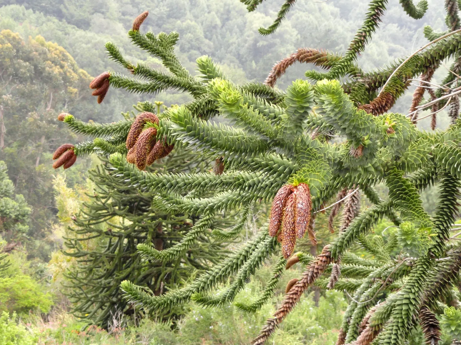 Monkey Puzzle Tree (Araucaria Araucana) — Native to Chile and Argentina; it's hardy in USDA zones 7b to 11, image 100