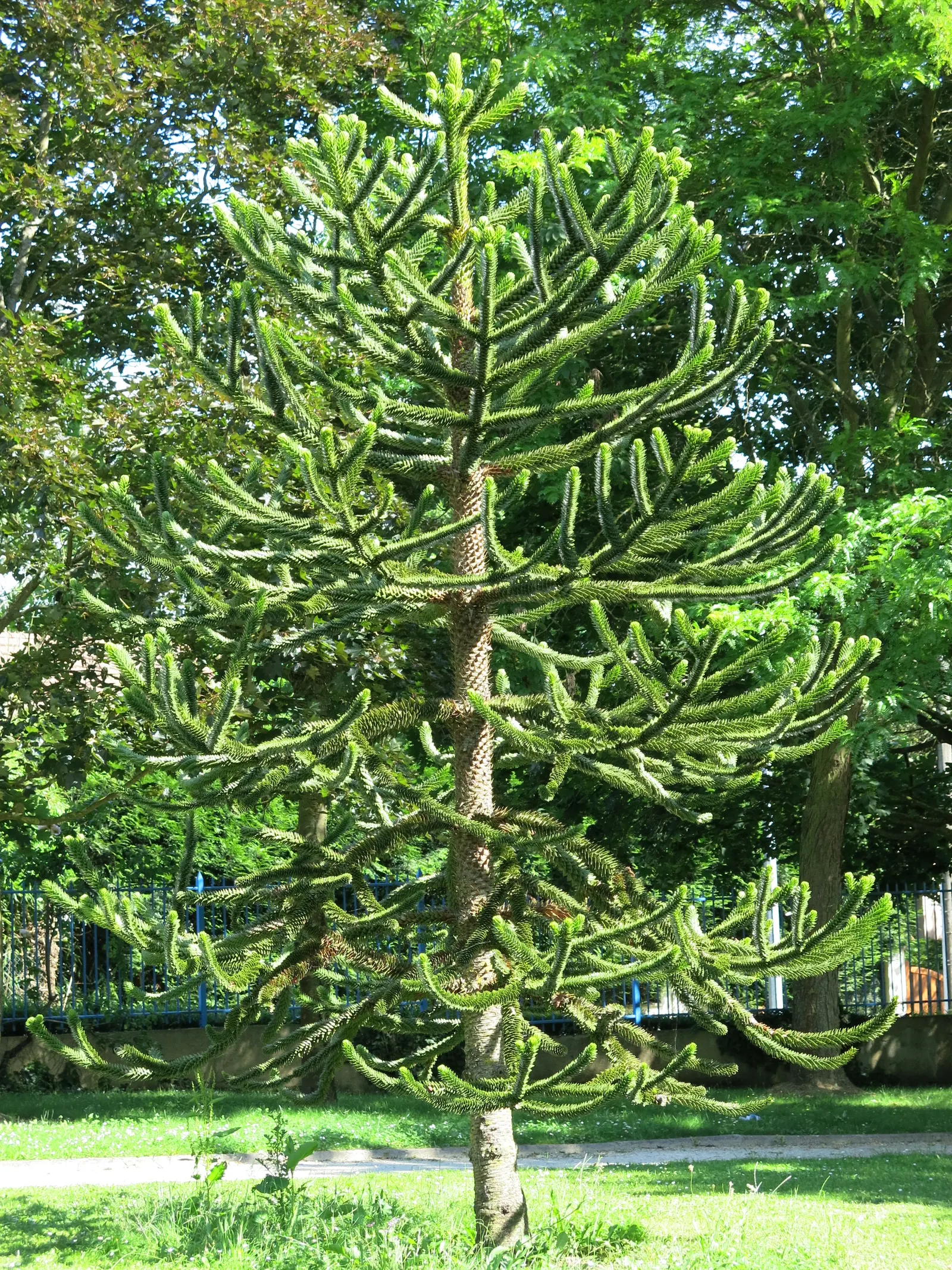 Monkey Puzzle Tree (Araucaria Araucana) — araucana into a landscape design