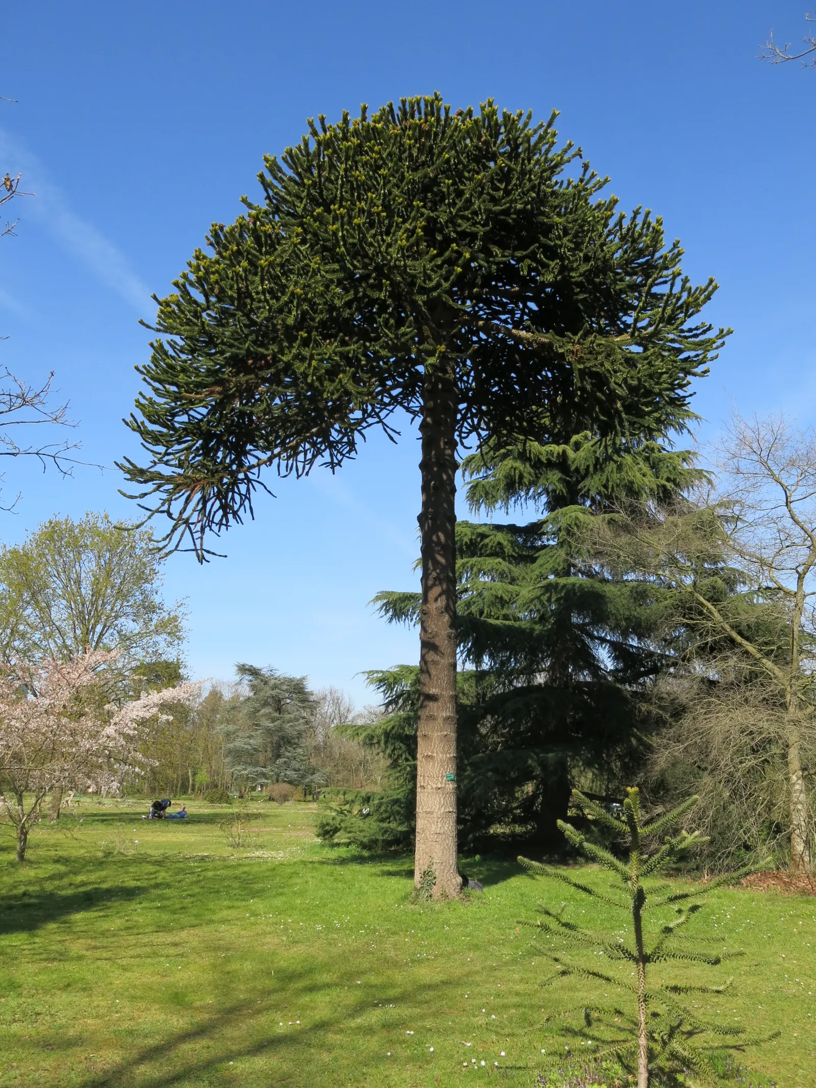 Monkey Puzzle Tree (Araucaria Araucana) — contributing to its dense; meaning male and female cones grow on separate trees, image 81