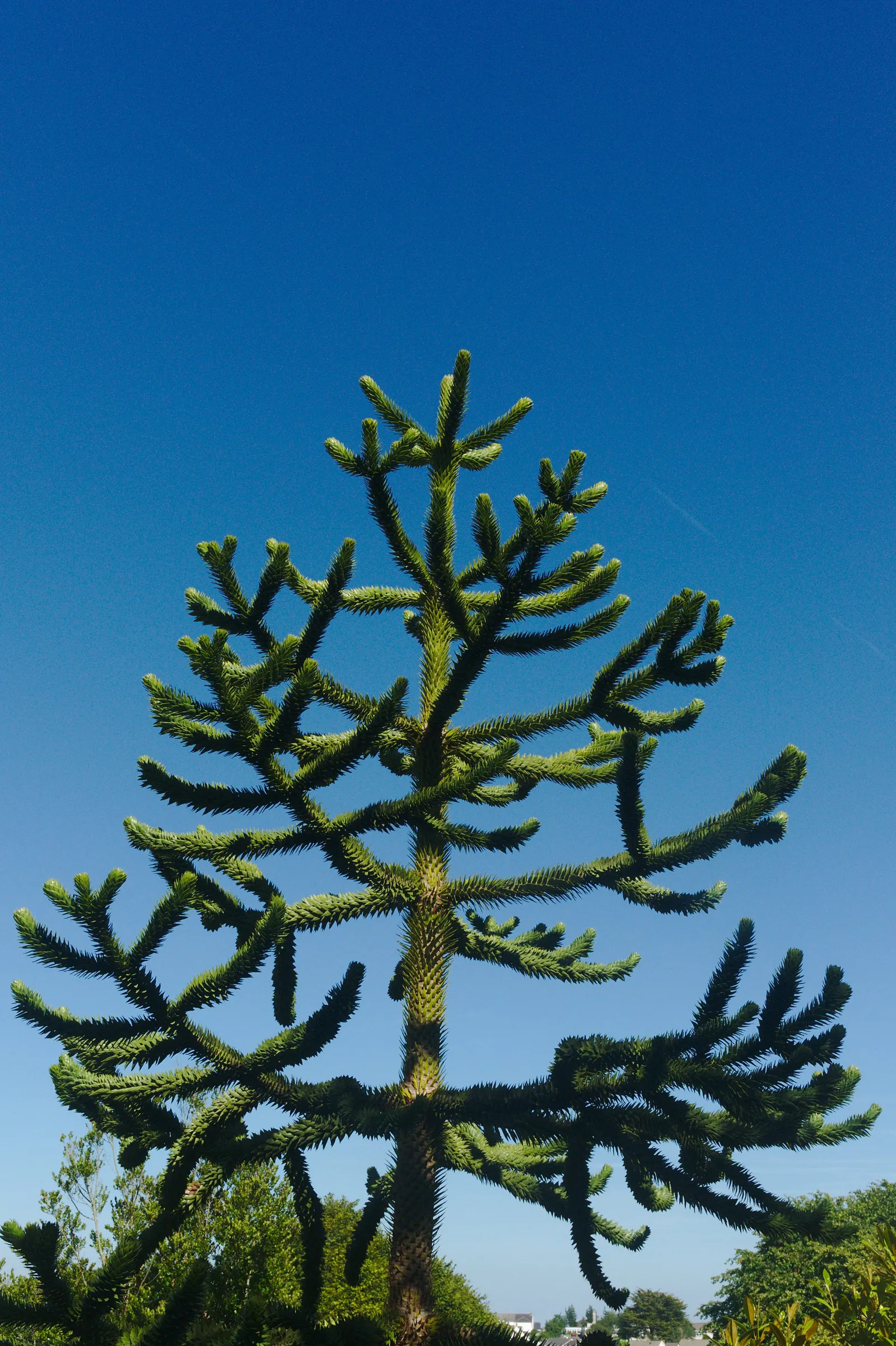 Monkey Puzzle Tree (Araucaria Araucana) — araucana into a landscape design; a focal point for any landscape, image 85
