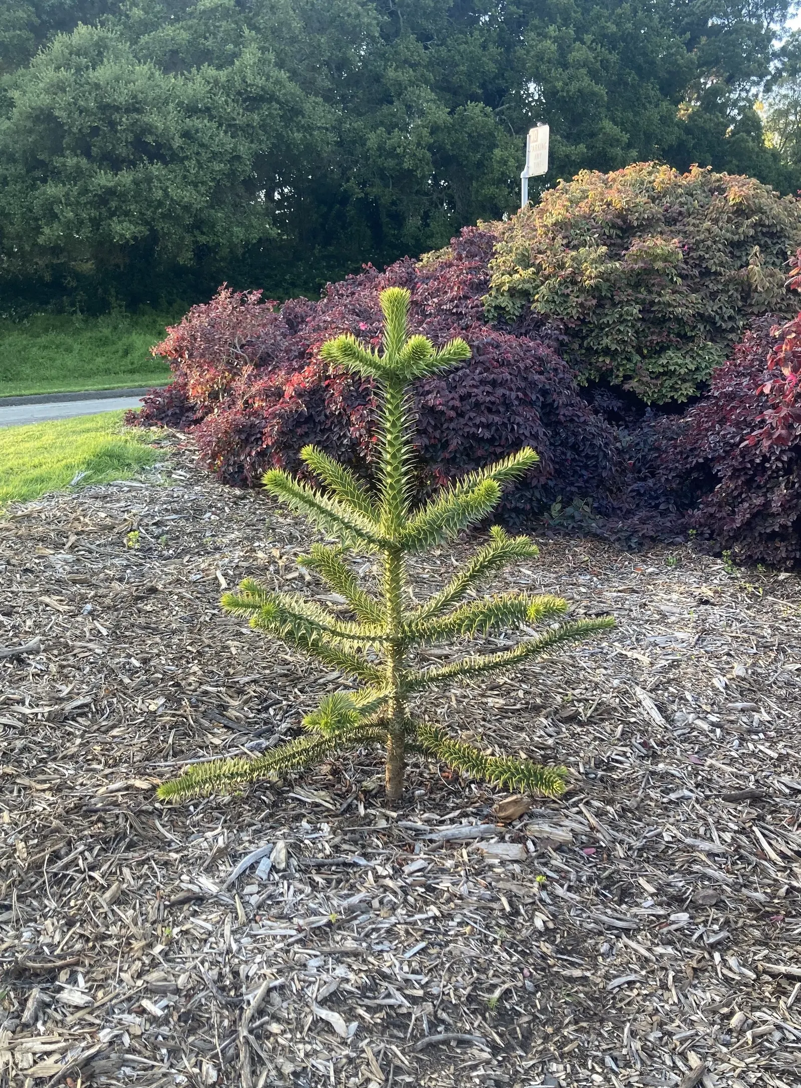 Monkey Puzzle Tree (Araucaria Araucana) — araucana reaches heights of about 30 to 50 feet