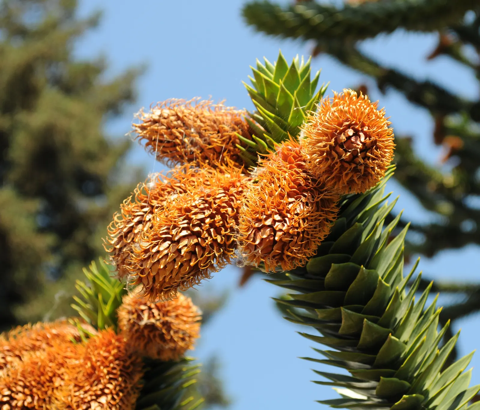 Monkey Puzzle Tree (Araucaria Araucana) — growing slowly to its grand stature; maturing to 50‚Äì80 feet tall with a 20‚Äì30 feet spread, image 74