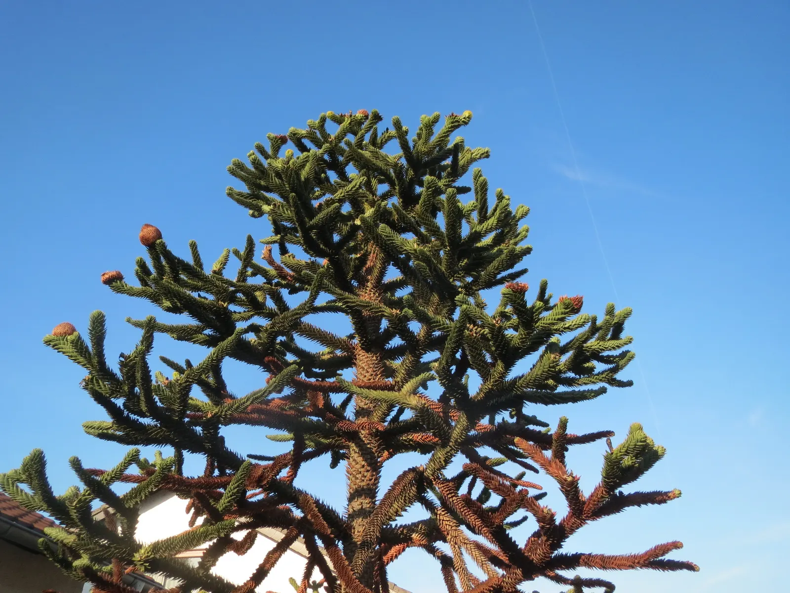 Monkey Puzzle Tree (Araucaria Araucana) — this slow-growing tree requires ample space with full sun and well-drained soil; is an evergreen conifer that boasts
