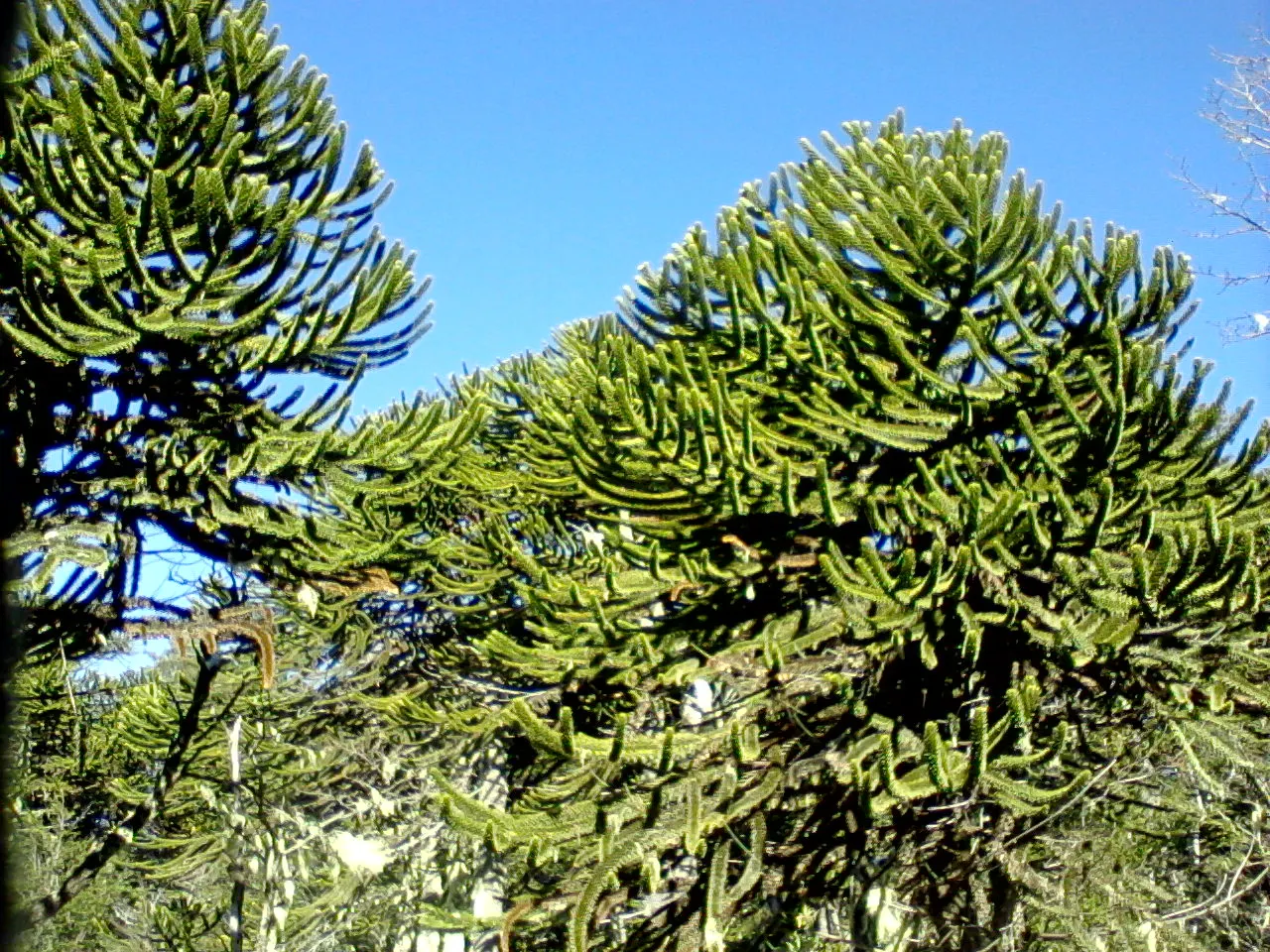 Monkey Puzzle Tree (Araucaria Araucana) — conifer / tree for full; and create a plan that accommodates its future spread